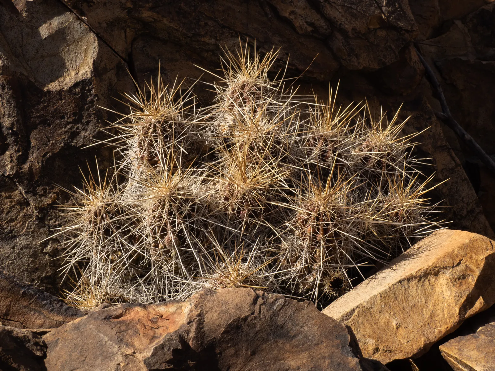Strawberry Hedgehog (Echinocereus Engelmannii) — A vibrant element for xeric landscapes; growing in clusters that can enhance the visual interest, image 74