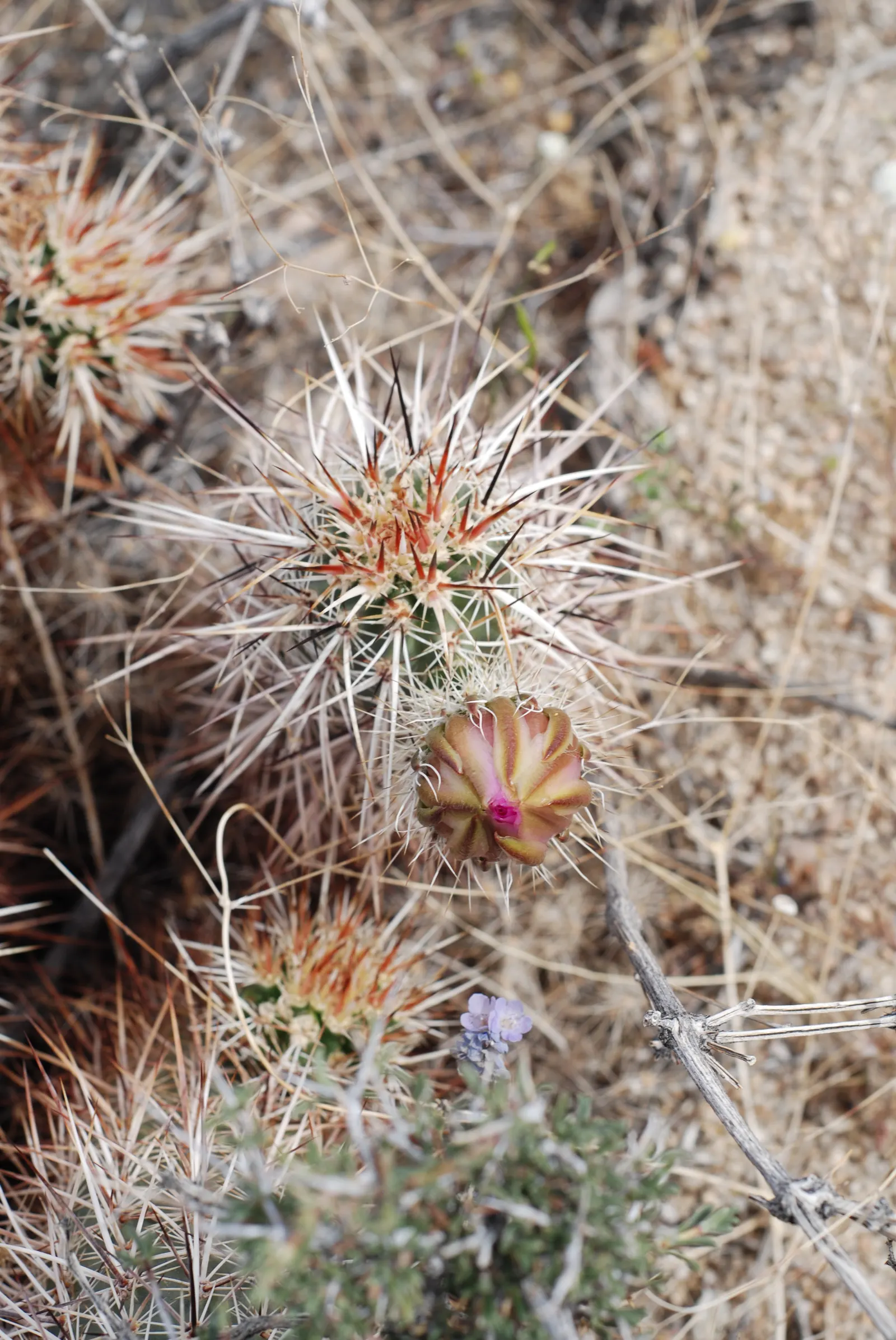 Strawberry Hedgehog (Echinocereus Engelmannii) — This plant makes an excellent addition for clients seeking low-maintenance; each blossom measures, image 62