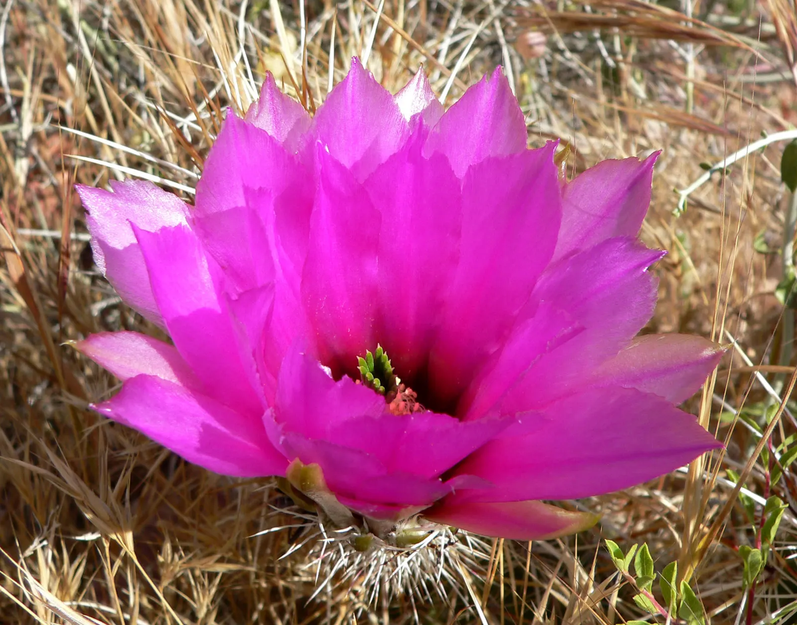 Strawberry Hedgehog (Echinocereus Engelmannii) — Springtime brings vibrant magenta flowers, followed by edible red fruits resembling strawberries, image 91