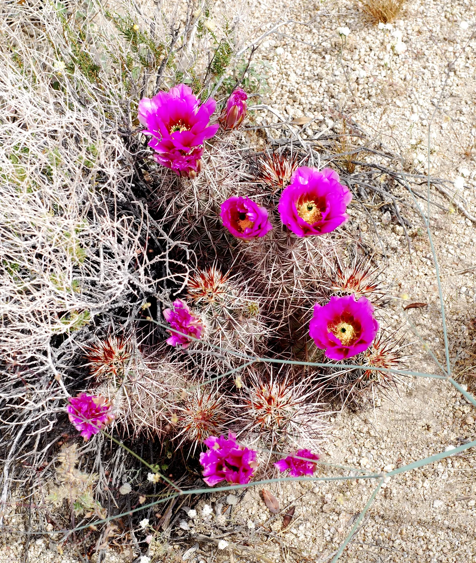 Strawberry Hedgehog (Echinocereus Engelmannii) — is a captivating cactus indigenous to the desert regions of the American Southwest; it presents, image 51