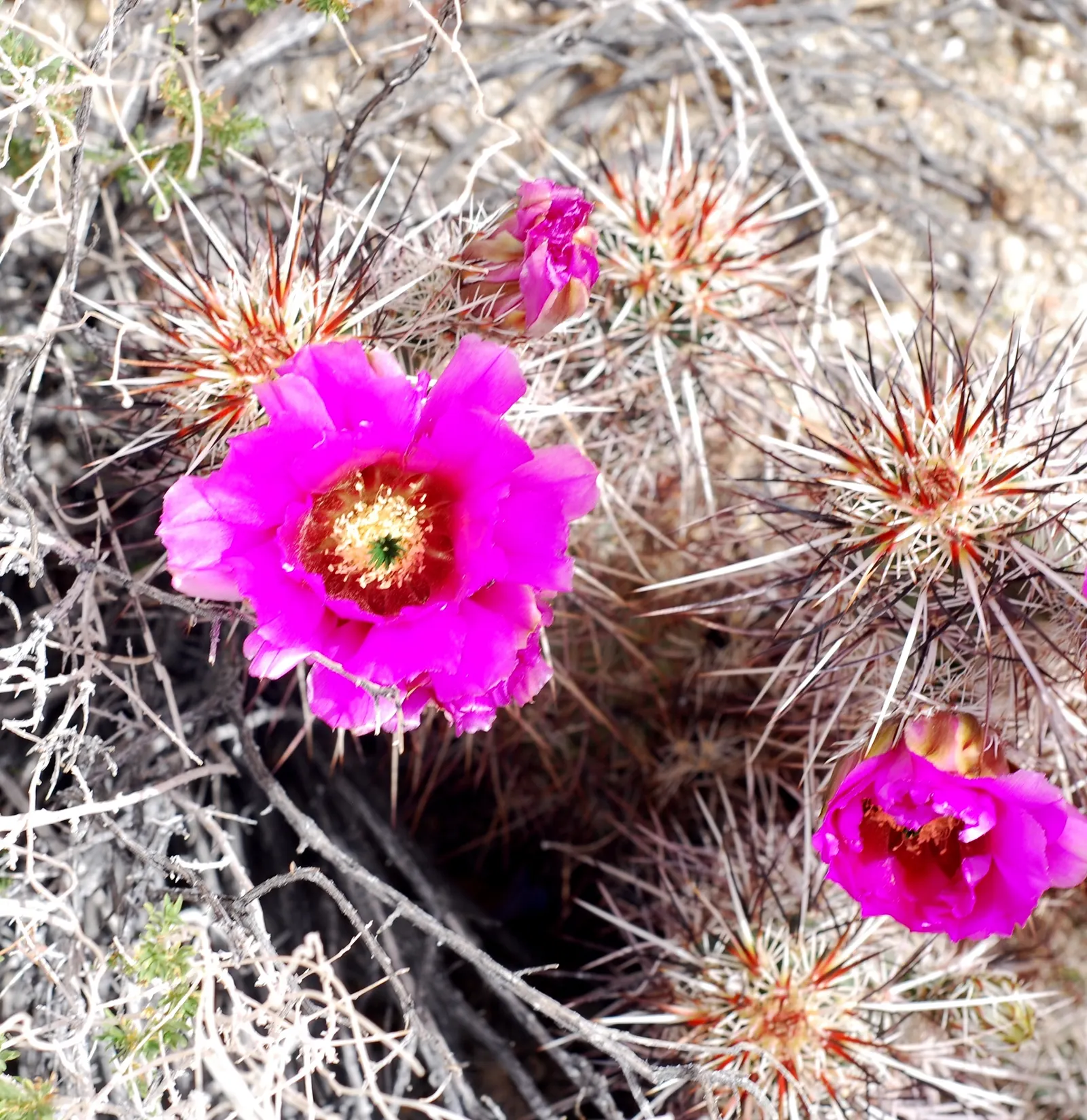 Strawberry Hedgehog (Echinocereus Engelmannii) — It presents spiny, cylindrical stems, reaching up to 24 inches tall and 6 inches wide; which range, image 90