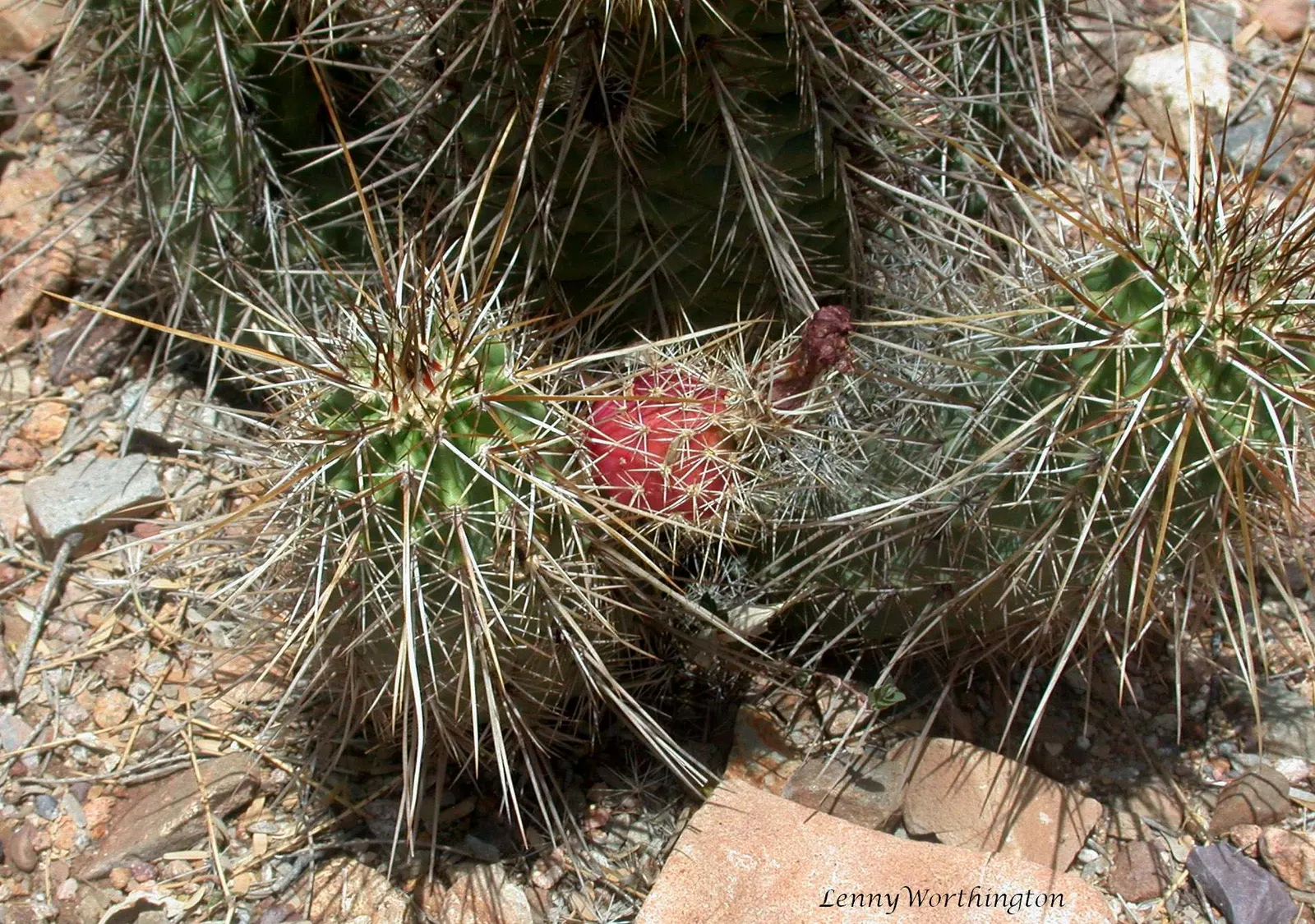 Strawberry Hedgehog (Echinocereus Engelmannii) — pink and violet flowers in the garden; ideal for rock gardens and desert landscapes, it adds, image 64
