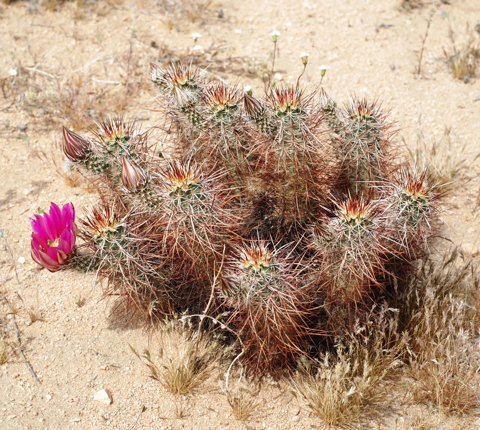 Strawberry Hedgehog (Echinocereus Engelmannii) — cactus with pink and violet blooms; during the spring months, from April to May, it boasts magenta, image 109