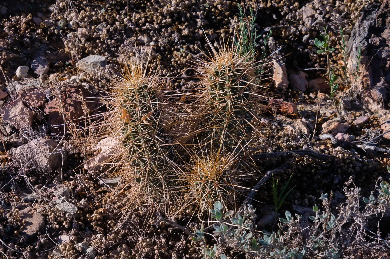 Strawberry Hedgehog (Echinocereus Engelmannii) — scientifically known as Echinocereus engelmannii; which allows for spreading and airflow while retaining a