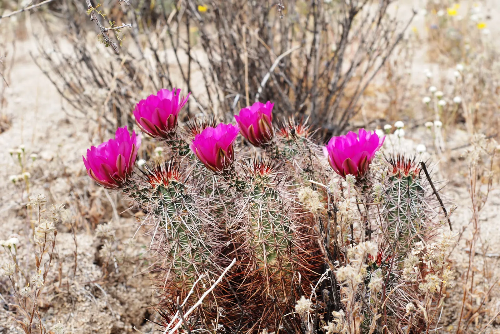 Strawberry Hedgehog (Echinocereus Engelmannii) — which range in color from white to deep pink and may reach up to 1.5 inches in length; a vibrant, image 99