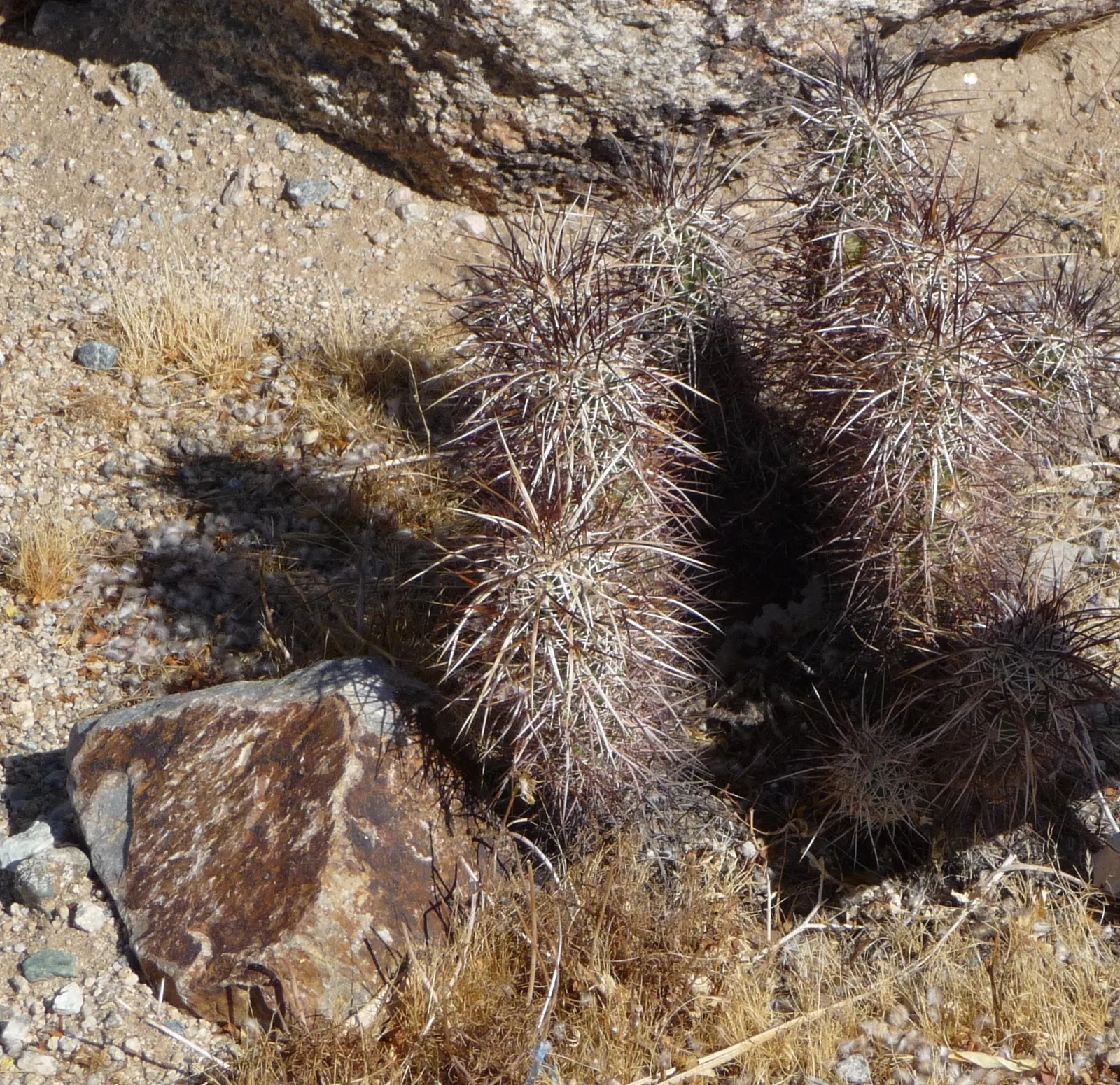 Strawberry Hedgehog (Echinocereus Engelmannii) — Preferring well-drained soils, it thrives in USDA zones 5-11 and requires full sun