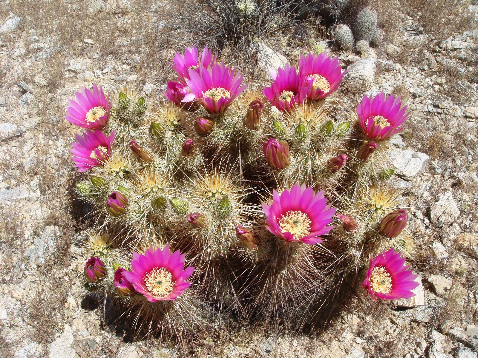 Strawberry Hedgehog (Echinocereus Engelmannii) — Ideal for rock gardens and desert landscapes, it adds striking texture and seasonal color; its, image 93
