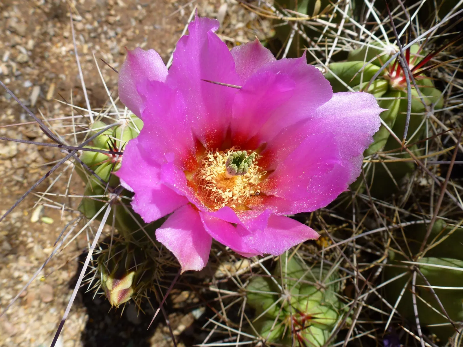 Strawberry Hedgehog (Echinocereus Engelmannii) — which allows for spreading and airflow while retaining a compact