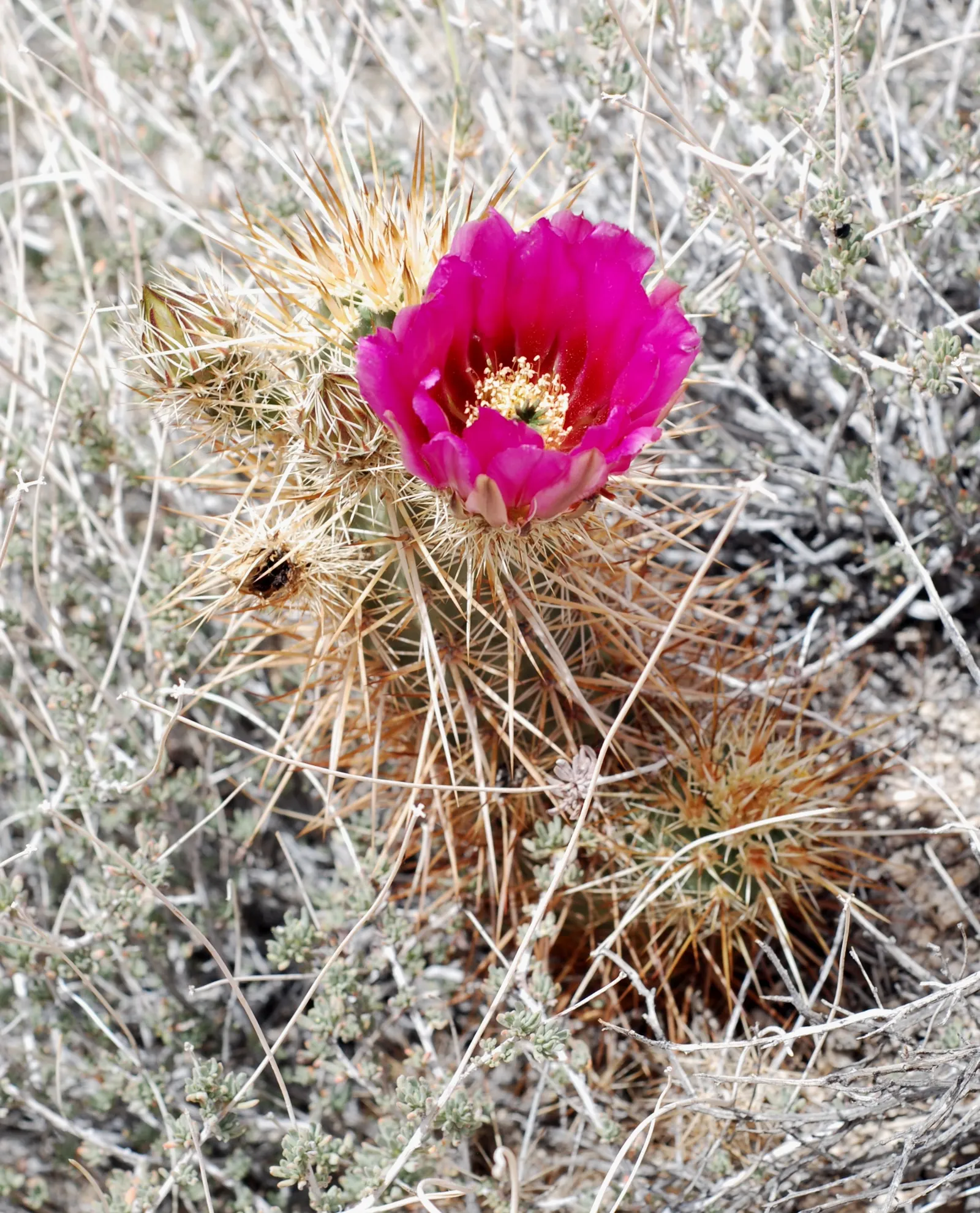 Strawberry Hedgehog (Echinocereus Engelmannii) — which range in color from white to deep pink and may reach up to 1.5 inches in length
