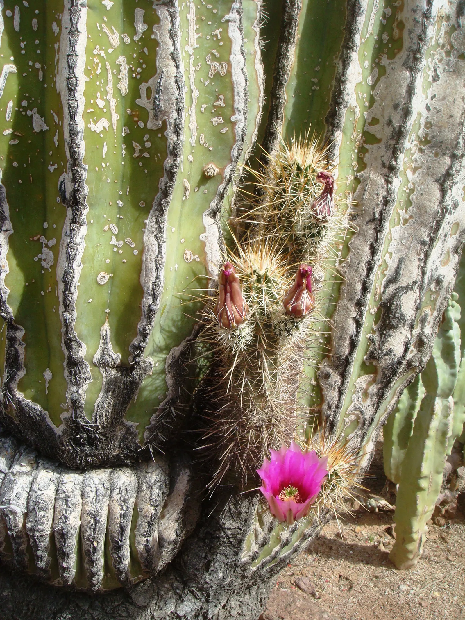 Strawberry Hedgehog (Echinocereus Engelmannii) — pink and violet flowers in the garden; ideal for rock gardens and desert landscapes, it adds, image 108