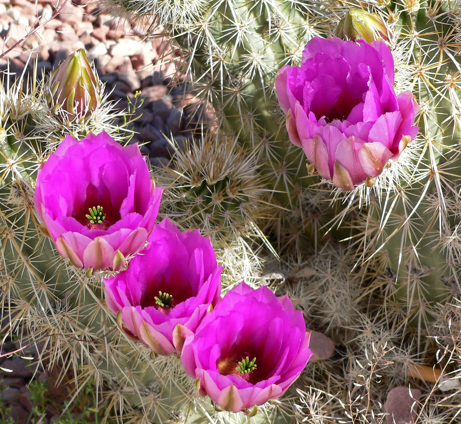 Strawberry Hedgehog (Echinocereus Engelmannii) — Each blossom measures approximately 3 inches in diameter