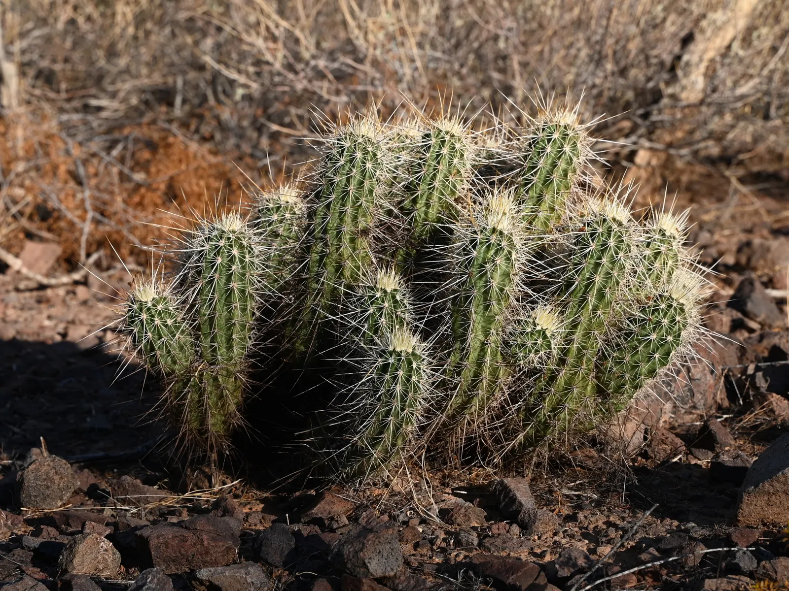 Strawberry Hedgehog (Echinocereus Engelmannii) — During the spring months, from April to May, it boasts magenta or purplish flowers; engelmannii is, image 78