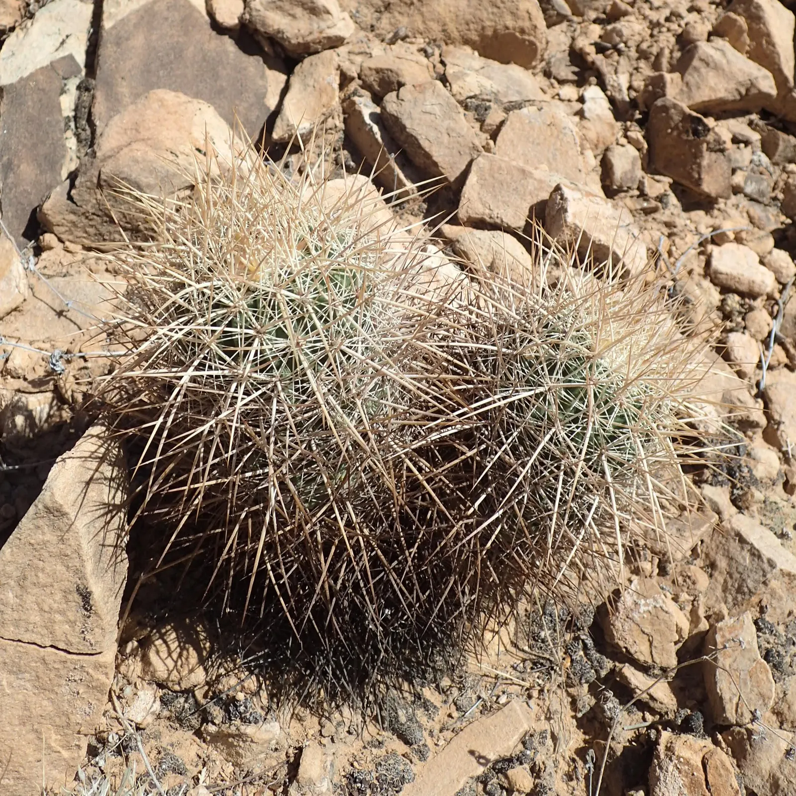 Strawberry Hedgehog (Echinocereus Engelmannii) — During the spring months, from April to May, it boasts magenta or purplish flowers; engelmannii is, image 56