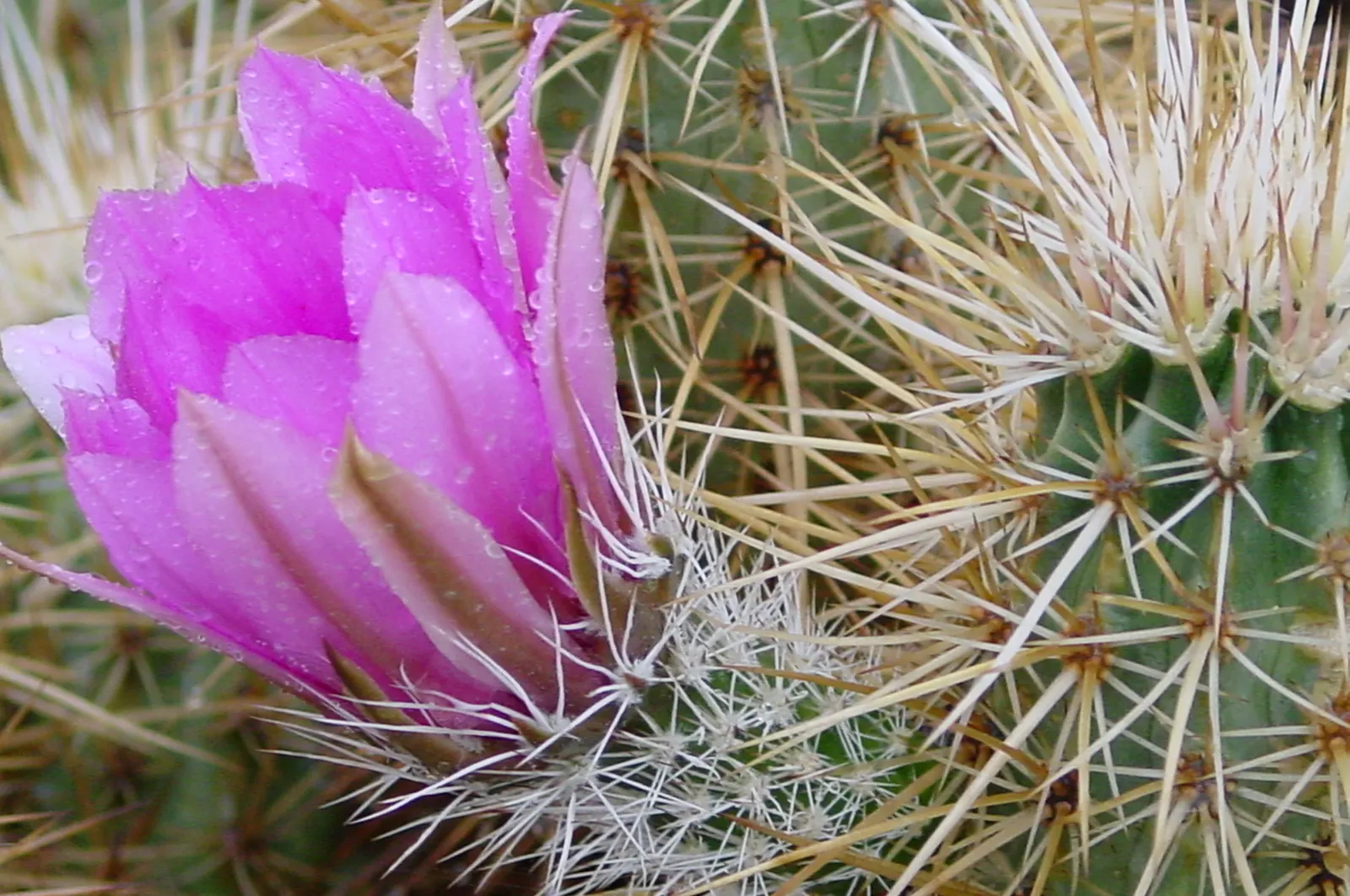 Strawberry Hedgehog (Echinocereus Engelmannii) — During the spring months, from April to May, it boasts magenta or purplish flowers