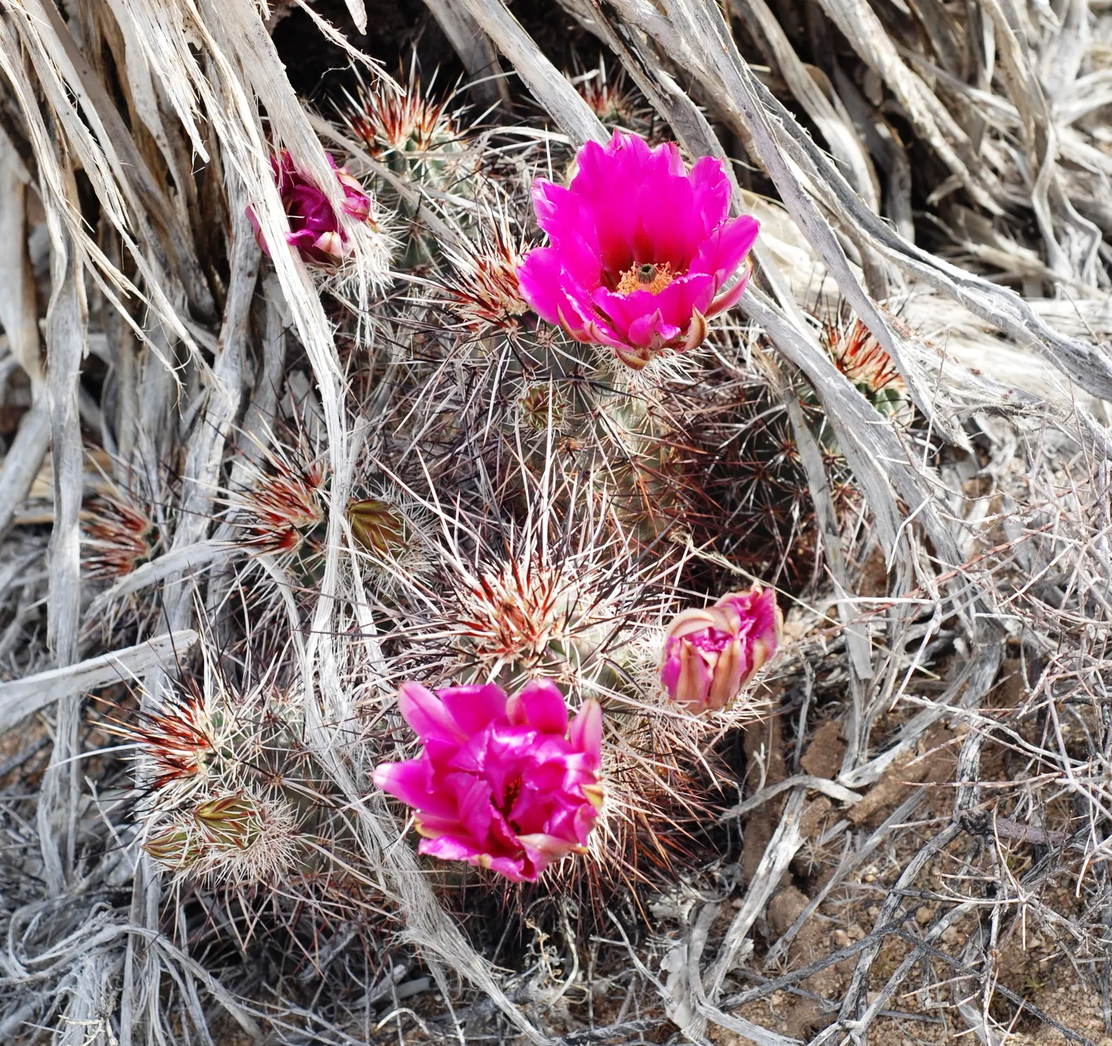 Strawberry Hedgehog (Echinocereus Engelmannii) — providing an eye-catching contrast against the green to bluish-green stem.<br><br>Apart from its, image 36