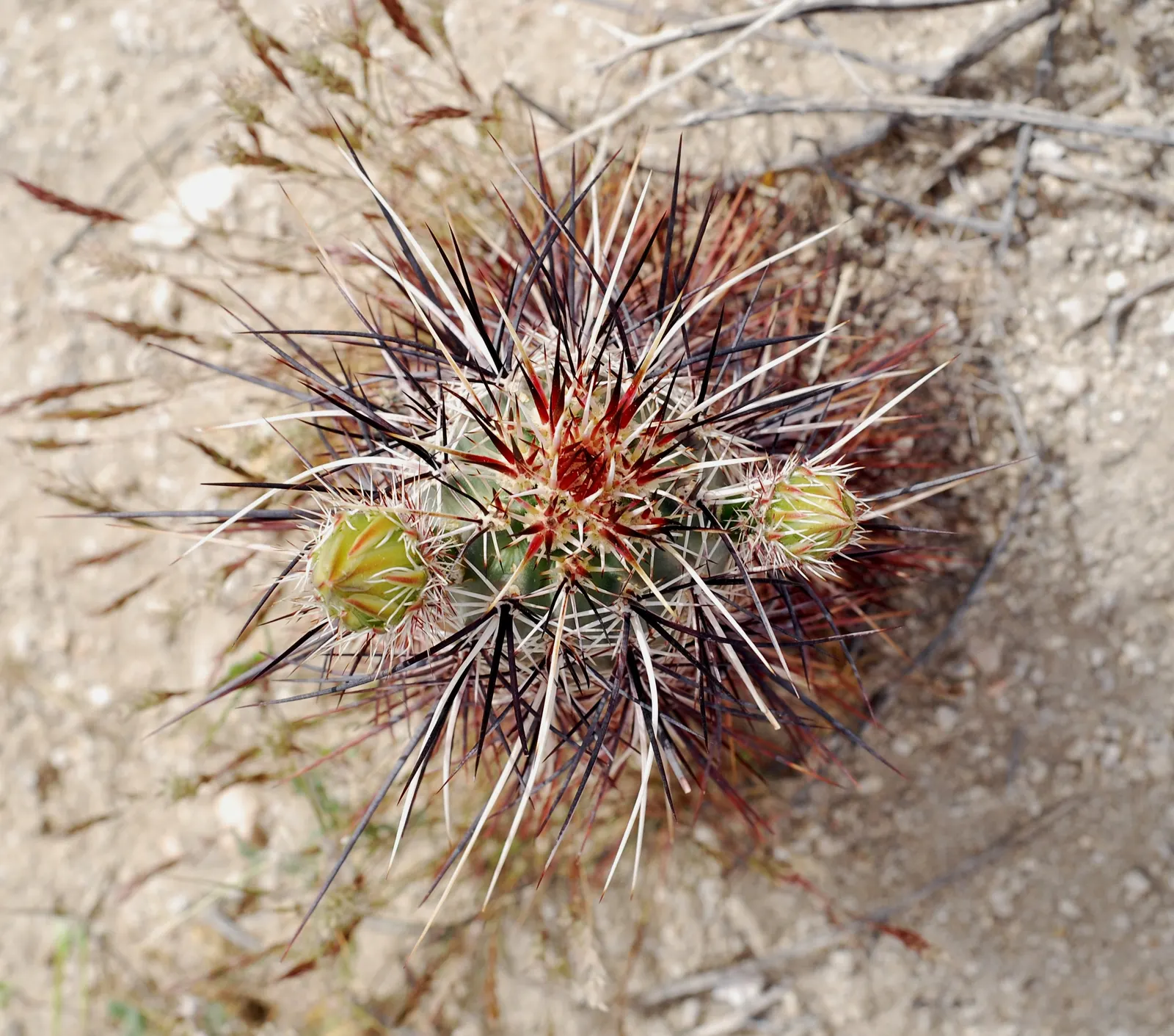 Strawberry Hedgehog (Echinocereus Engelmannii) — which range in color from white to deep pink and may reach up to 1.5 inches in length; a vibrant, image 77