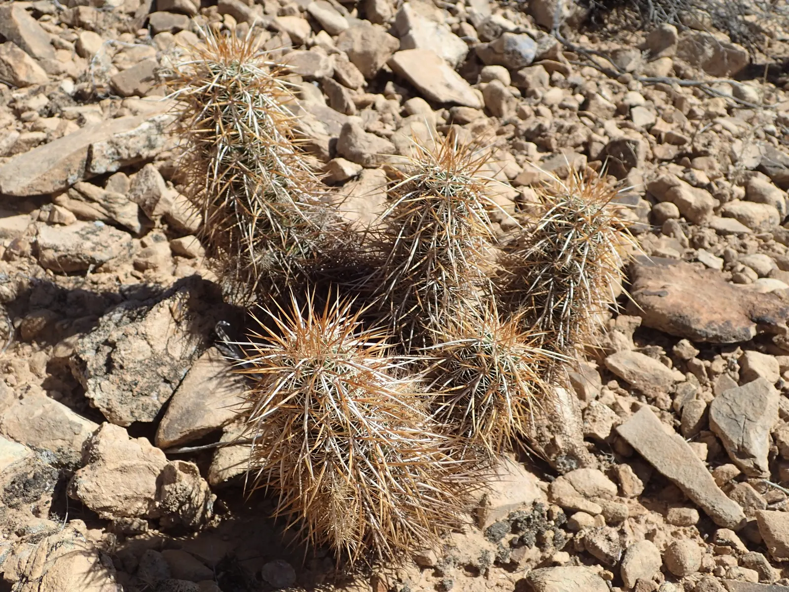 Strawberry Hedgehog (Echinocereus Engelmannii) — scientifically known as Echinocereus engelmannii