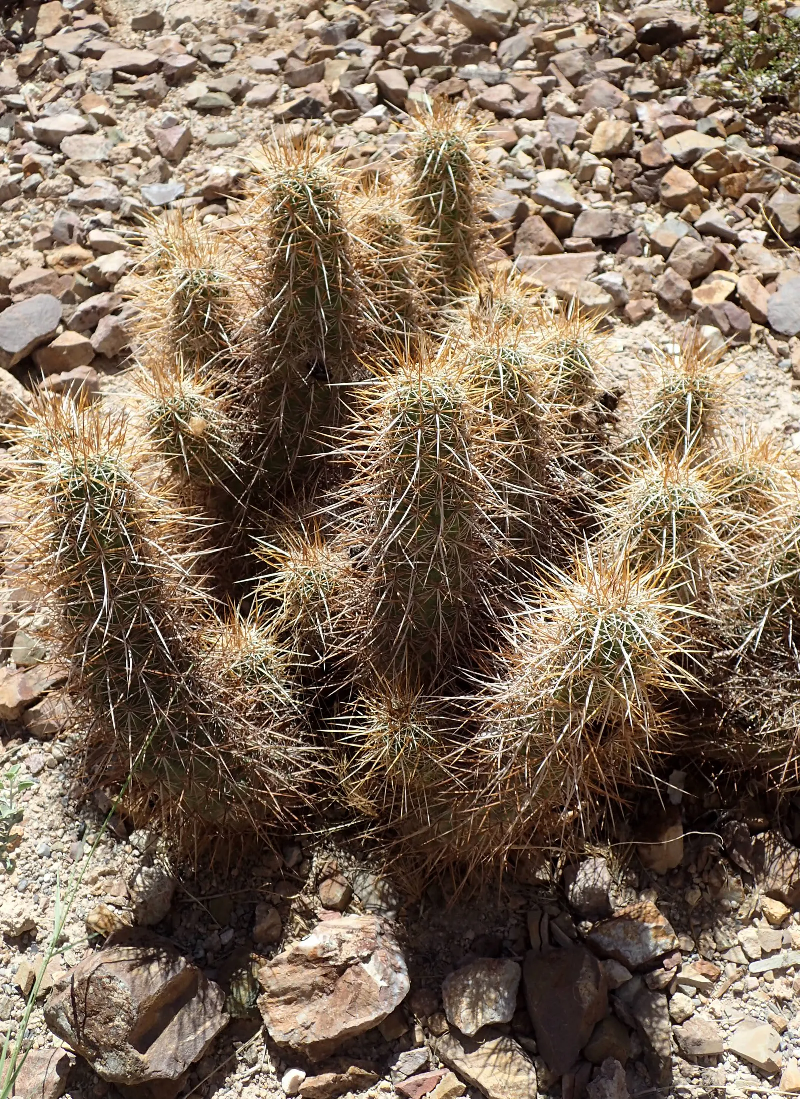 Strawberry Hedgehog (Echinocereus Engelmannii) — growing in clusters that can enhance the visual interest of rock gardens or desert-themed, image 75