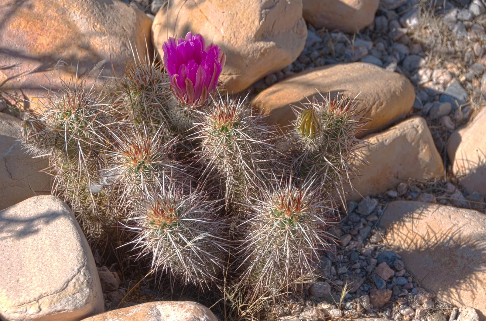 Strawberry Hedgehog (Echinocereus Engelmannii) — Springtime brings vibrant magenta flowers, followed by edible red fruits resembling strawberries, image 69