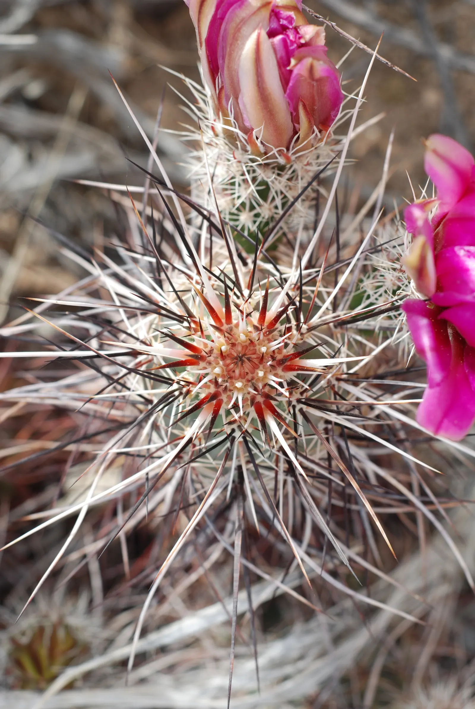 Strawberry Hedgehog (Echinocereus Engelmannii) — which allows for spreading and airflow while retaining a compact; scientifically known as, image 83