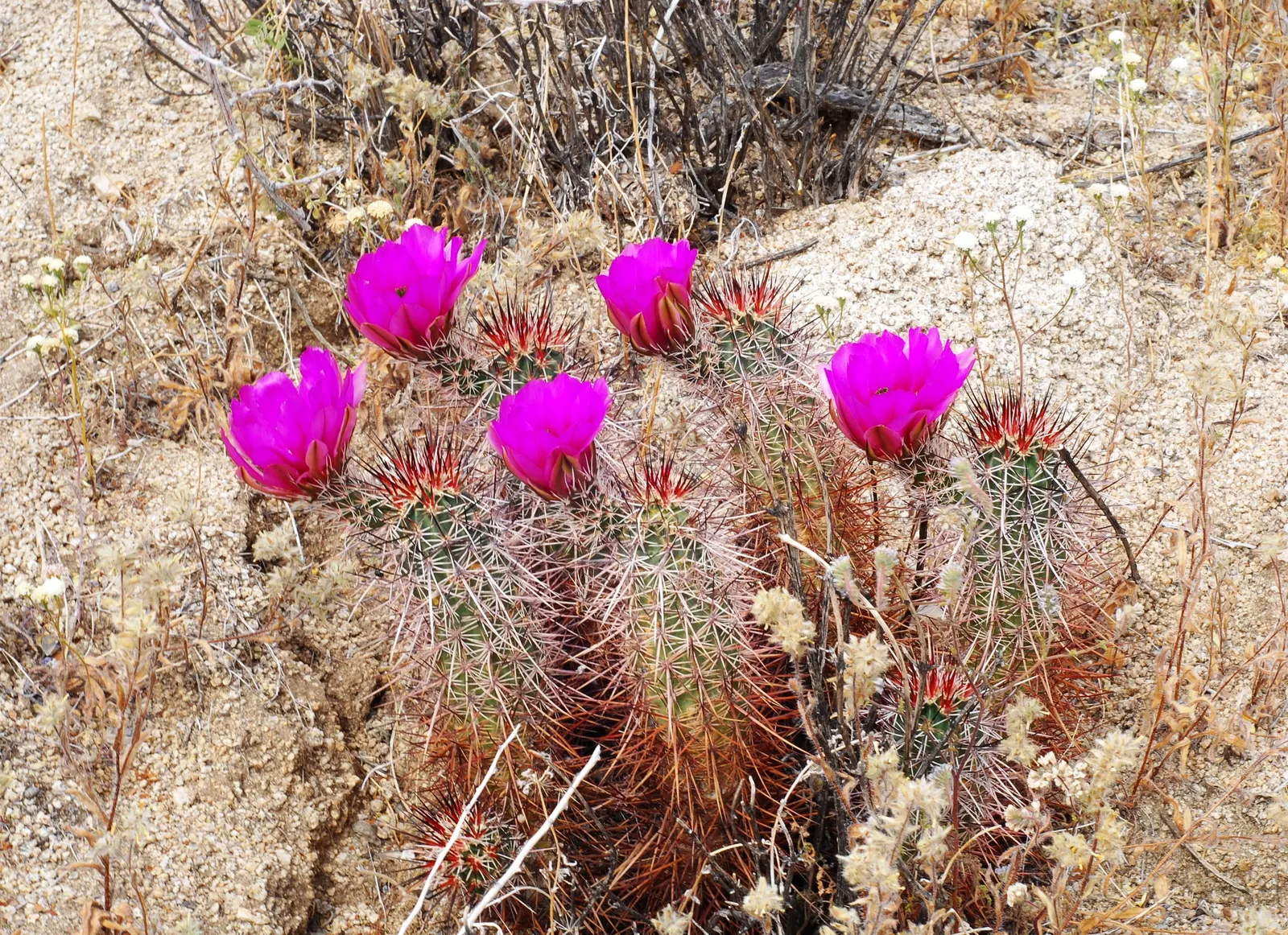 Strawberry Hedgehog (Echinocereus Engelmannii) — consider spacing the clusters around 9 to 15 inches apart; cactus with pink and violet blooms, image 104