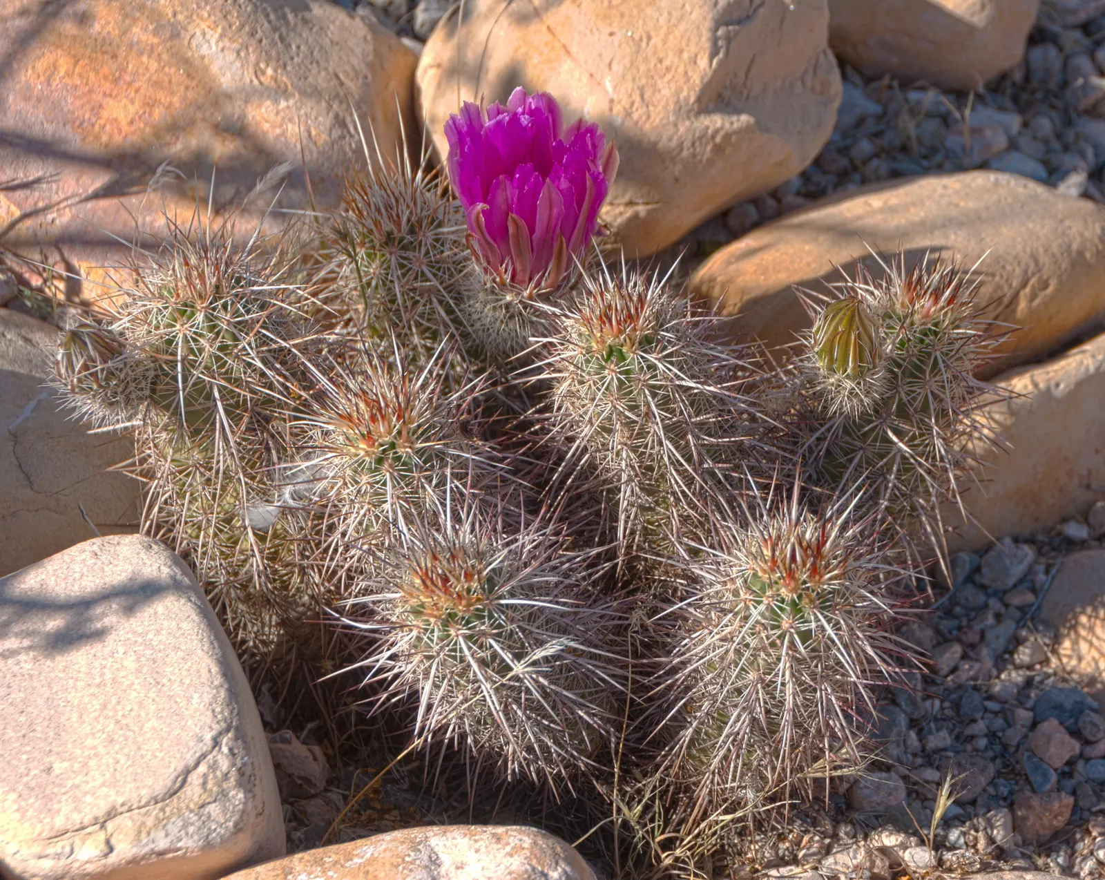 Strawberry Hedgehog (Echinocereus Engelmannii) — cactus with pink and violet blooms; during the spring months, from April to May, it boasts magenta or purplish