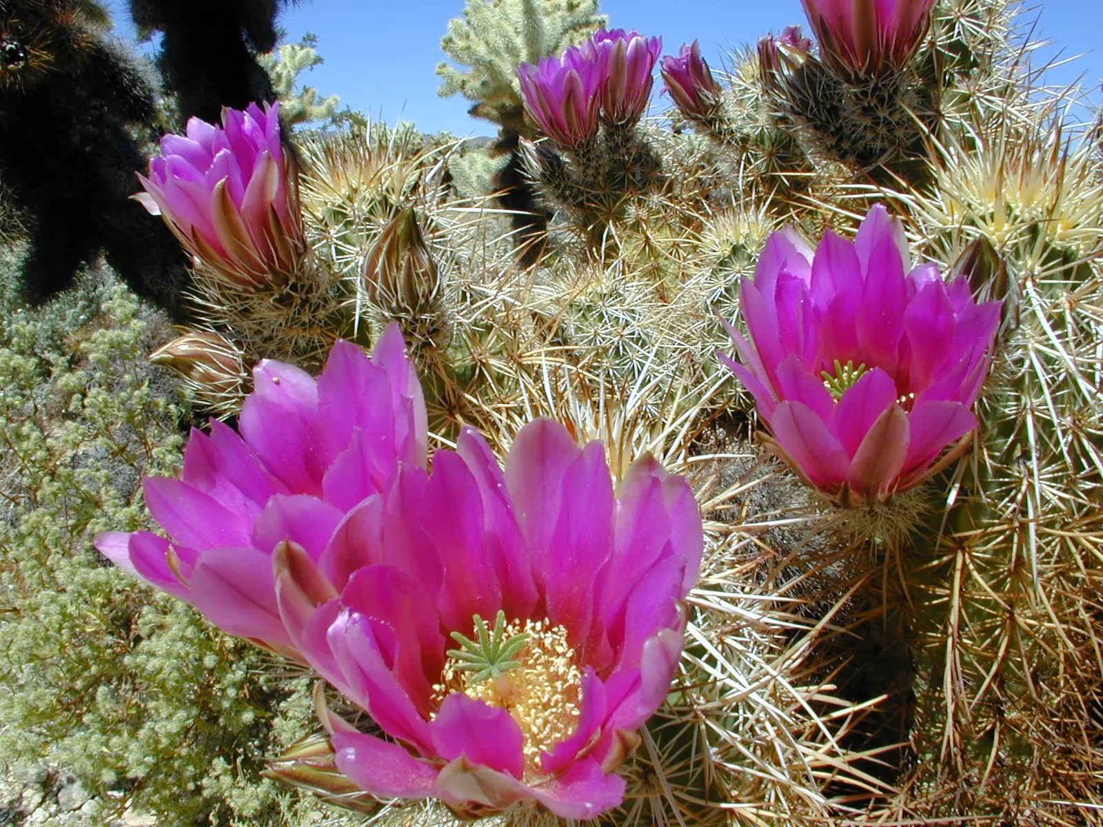 Strawberry Hedgehog (Echinocereus Engelmannii) — cactus for full; water-wise gardens with a touch of desert beauty, image 66