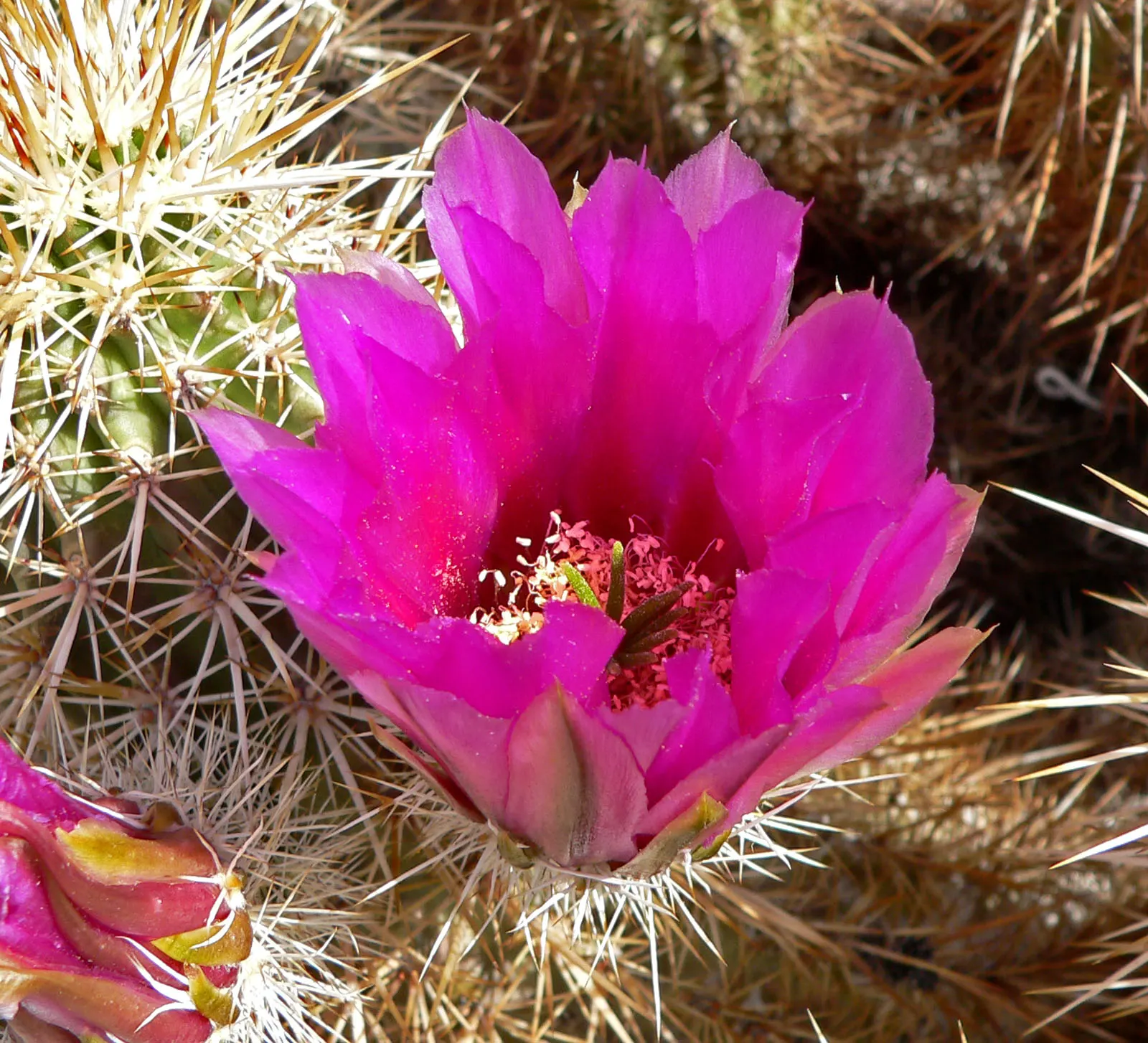 Strawberry Hedgehog (Echinocereus Engelmannii) — Echinocereus engelmannii, or Strawberry Hedgehog, is a resilient cactus native to the American, image 67