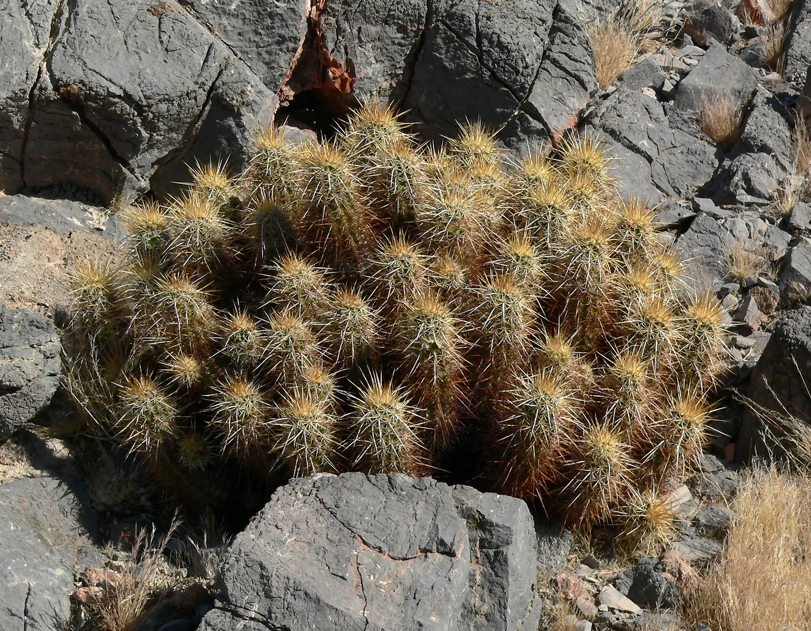 Strawberry Hedgehog (Echinocereus Engelmannii) — consider spacing the clusters around 9 to 15 inches apart
