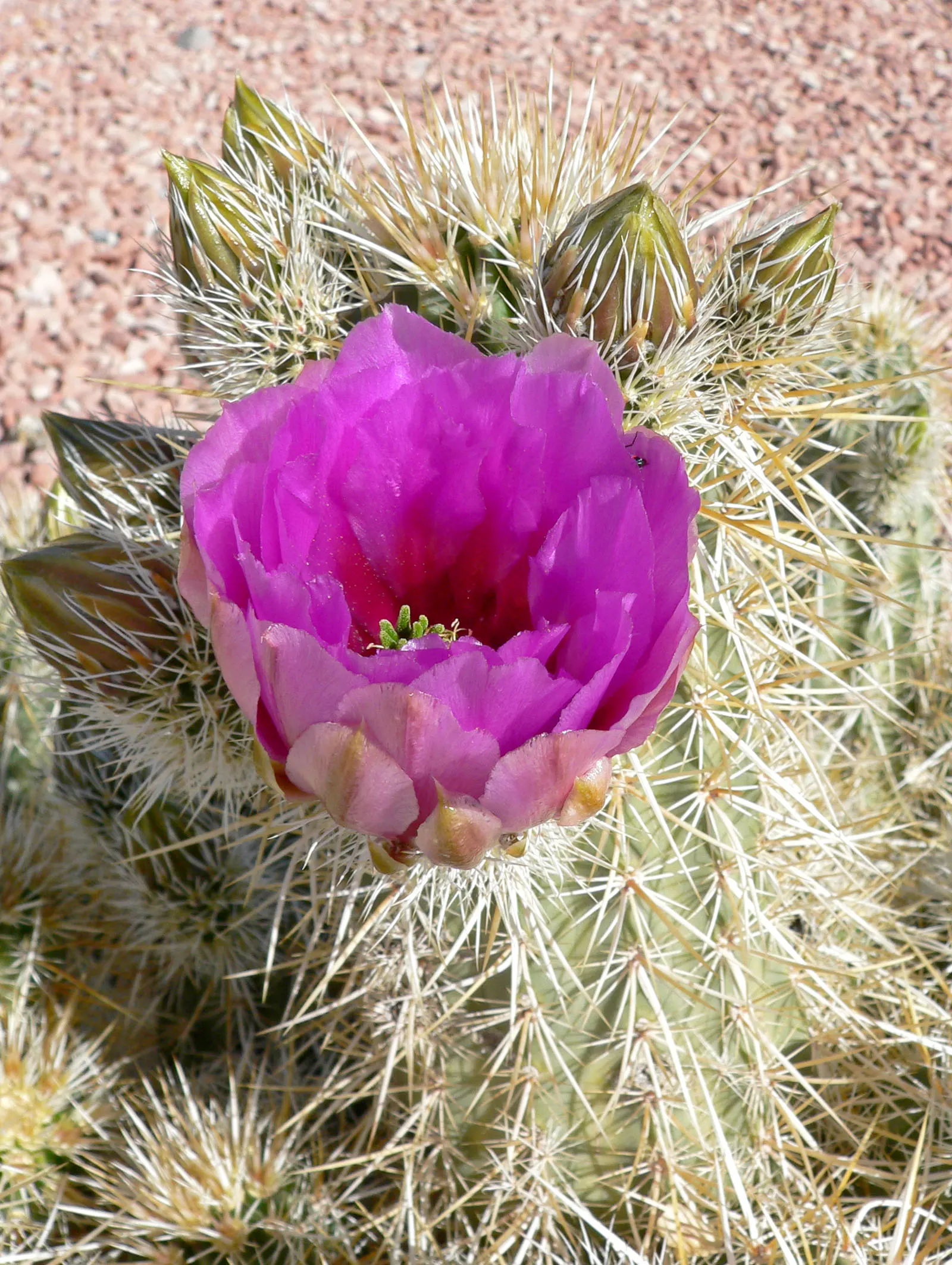 Strawberry Hedgehog (Echinocereus Engelmannii) — A vibrant element for xeric landscapes; growing in clusters that can enhance the visual interest of rock