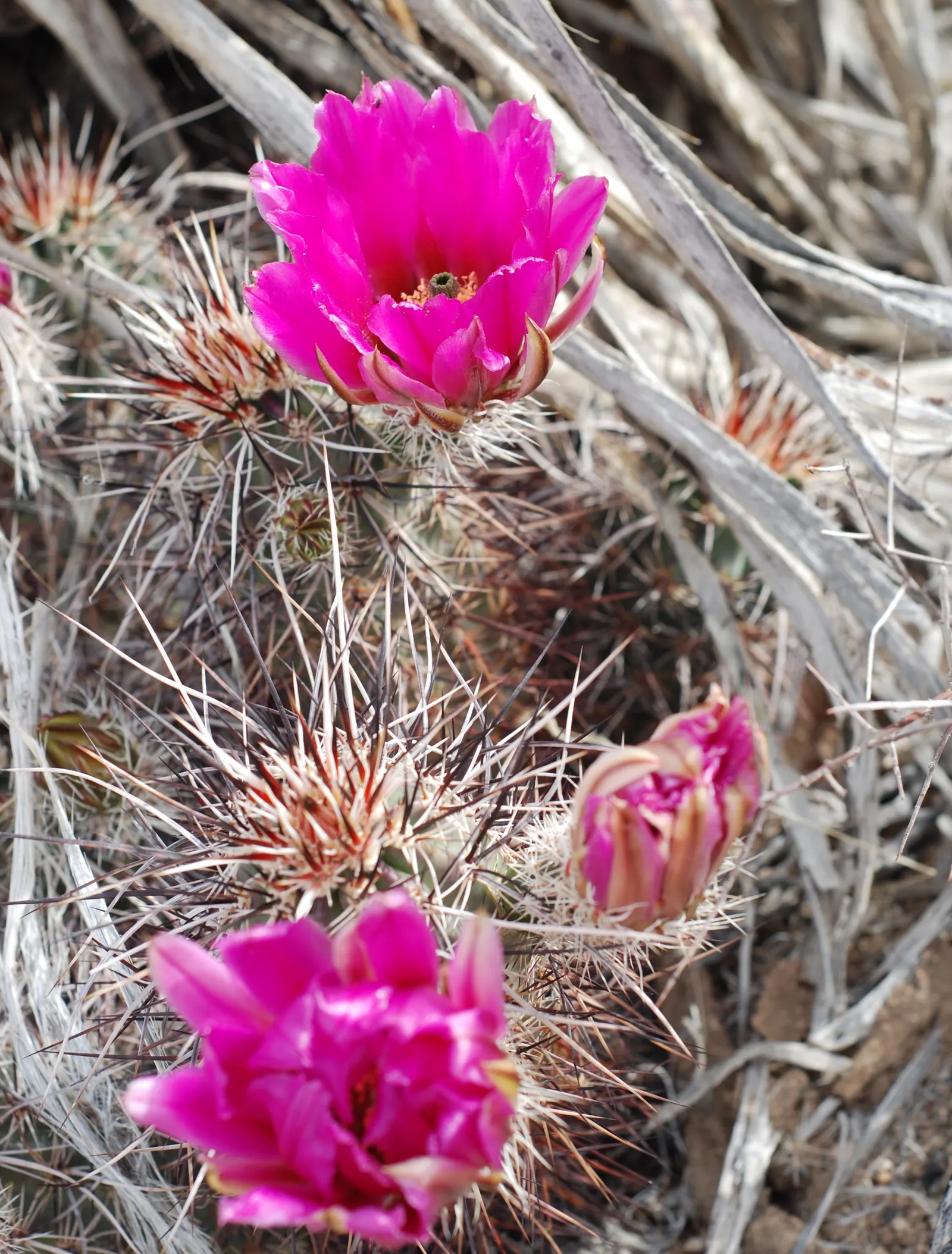 Strawberry Hedgehog (Echinocereus Engelmannii) — scientifically known as Echinocereus engelmannii; which allows for spreading and airflow while, image 72