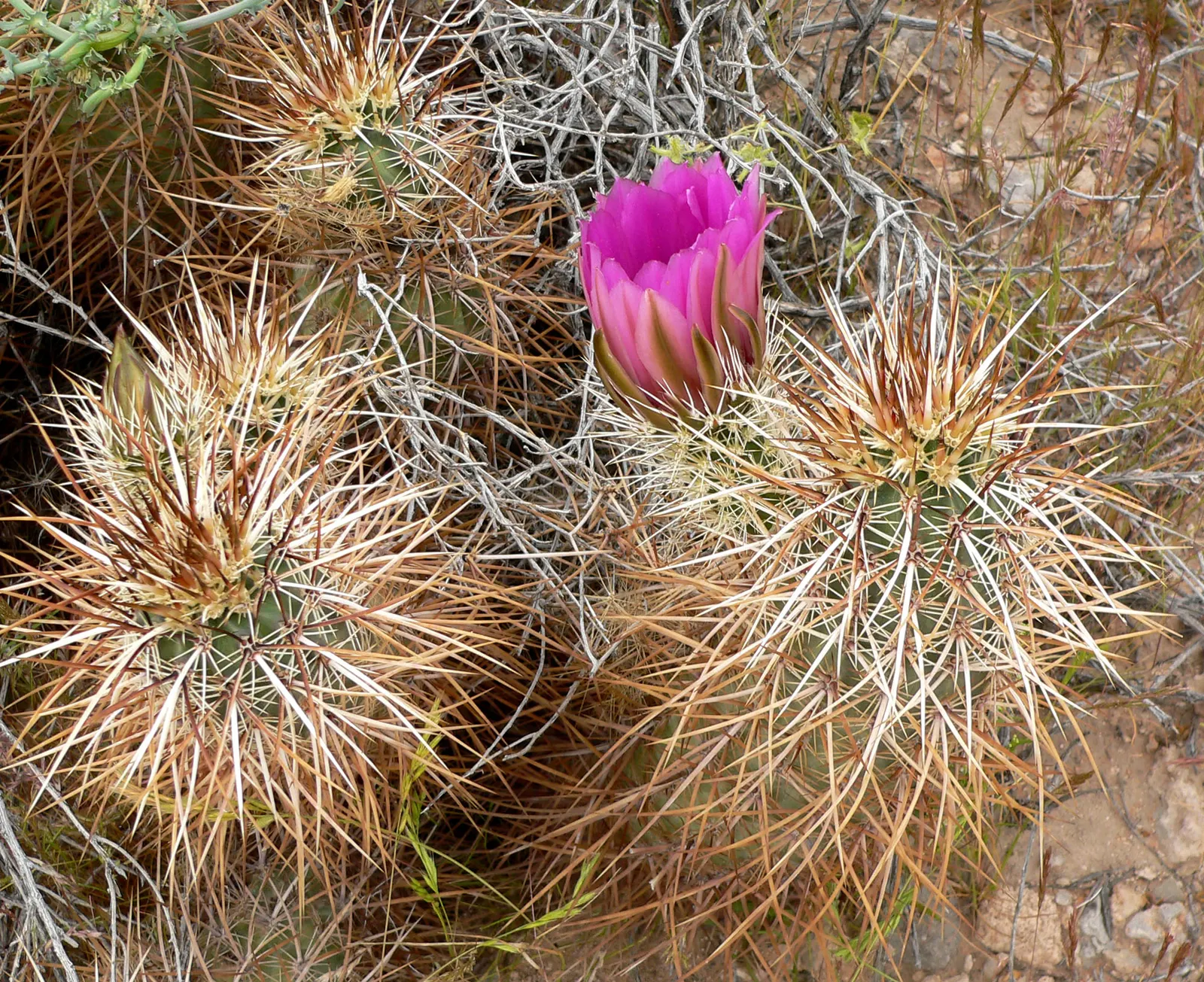 Strawberry Hedgehog (Echinocereus Engelmannii) — Each blossom measures approximately 3 inches in diameter; cactus for full, image 57