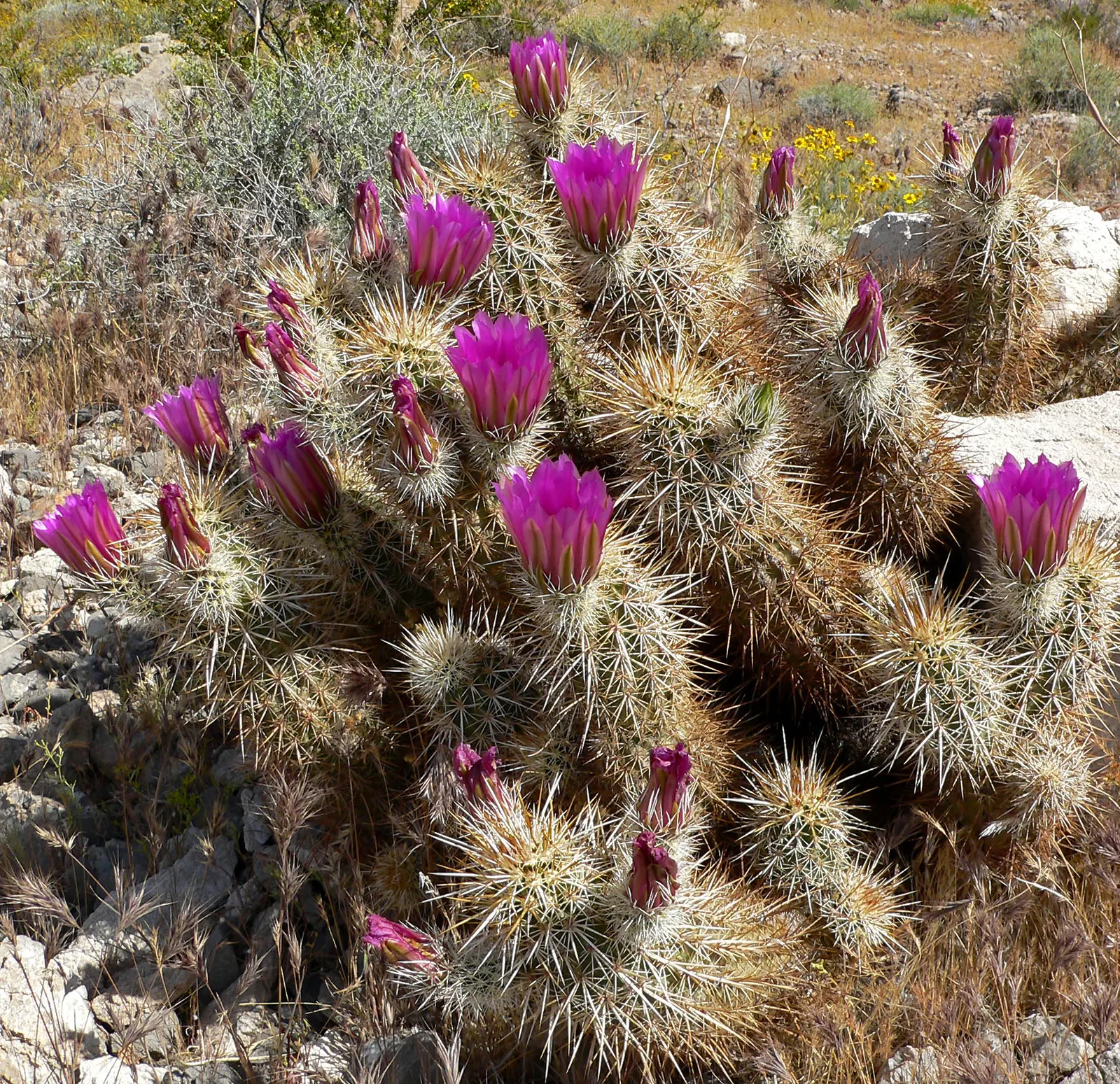 Strawberry Hedgehog (Echinocereus Engelmannii) — cactus for full; water-wise gardens with a touch of desert beauty
