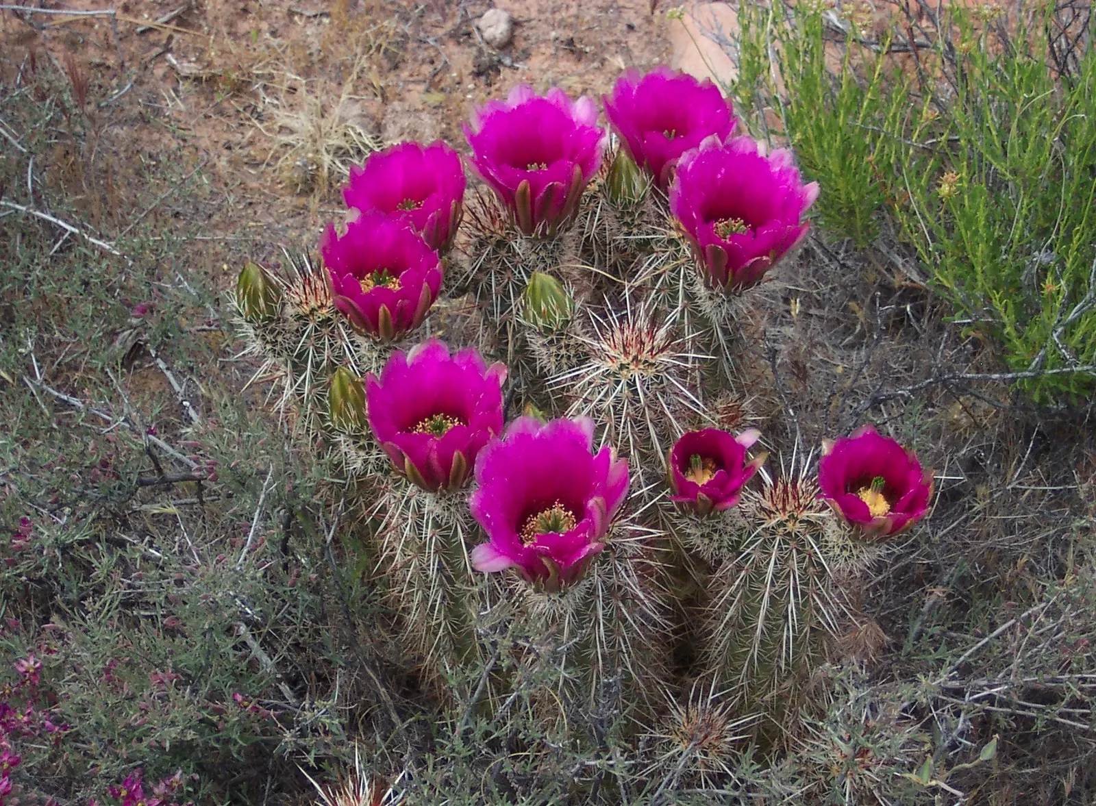 Strawberry Hedgehog (Echinocereus Engelmannii) — A vibrant element for xeric landscapes; growing in clusters that can enhance the visual interest, image 52