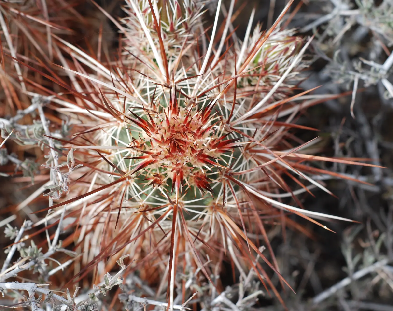 Strawberry Hedgehog (Echinocereus Engelmannii) — Preferring well-drained soils, it thrives in USDA zones 5-11 and requires full sun; springtime, image 48