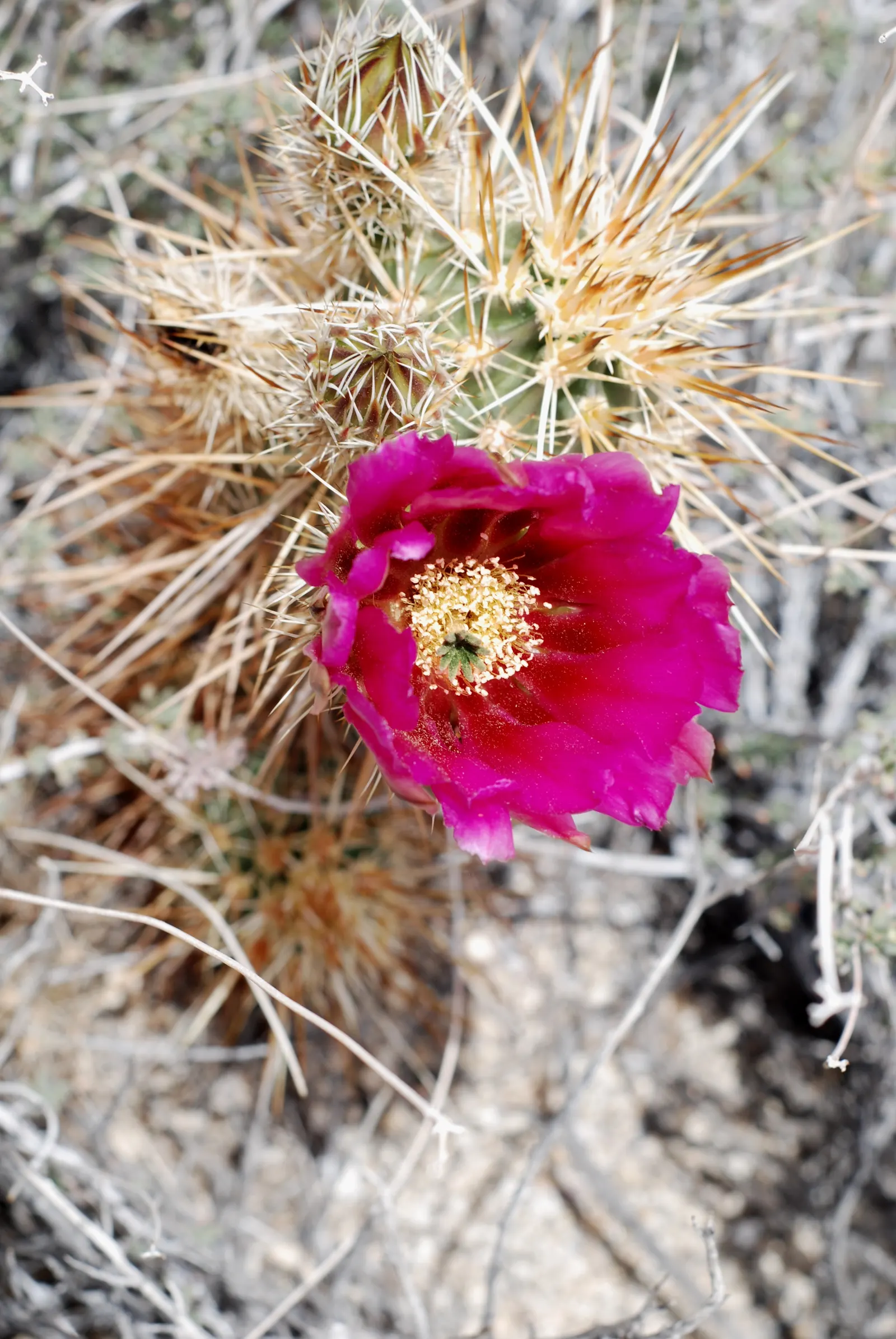 Strawberry Hedgehog (Echinocereus Engelmannii) — Ideal for rock gardens and desert landscapes, it adds striking texture and seasonal color; its cylindrical