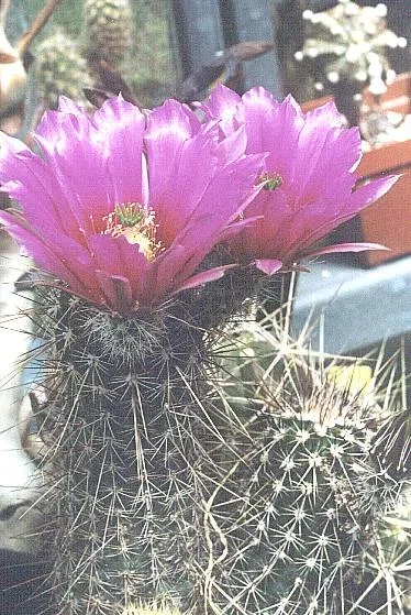 Strawberry Hedgehog (Echinocereus Engelmannii) — providing an eye-catching contrast against the green to bluish-green stem.<br><br>Apart from its, image 58