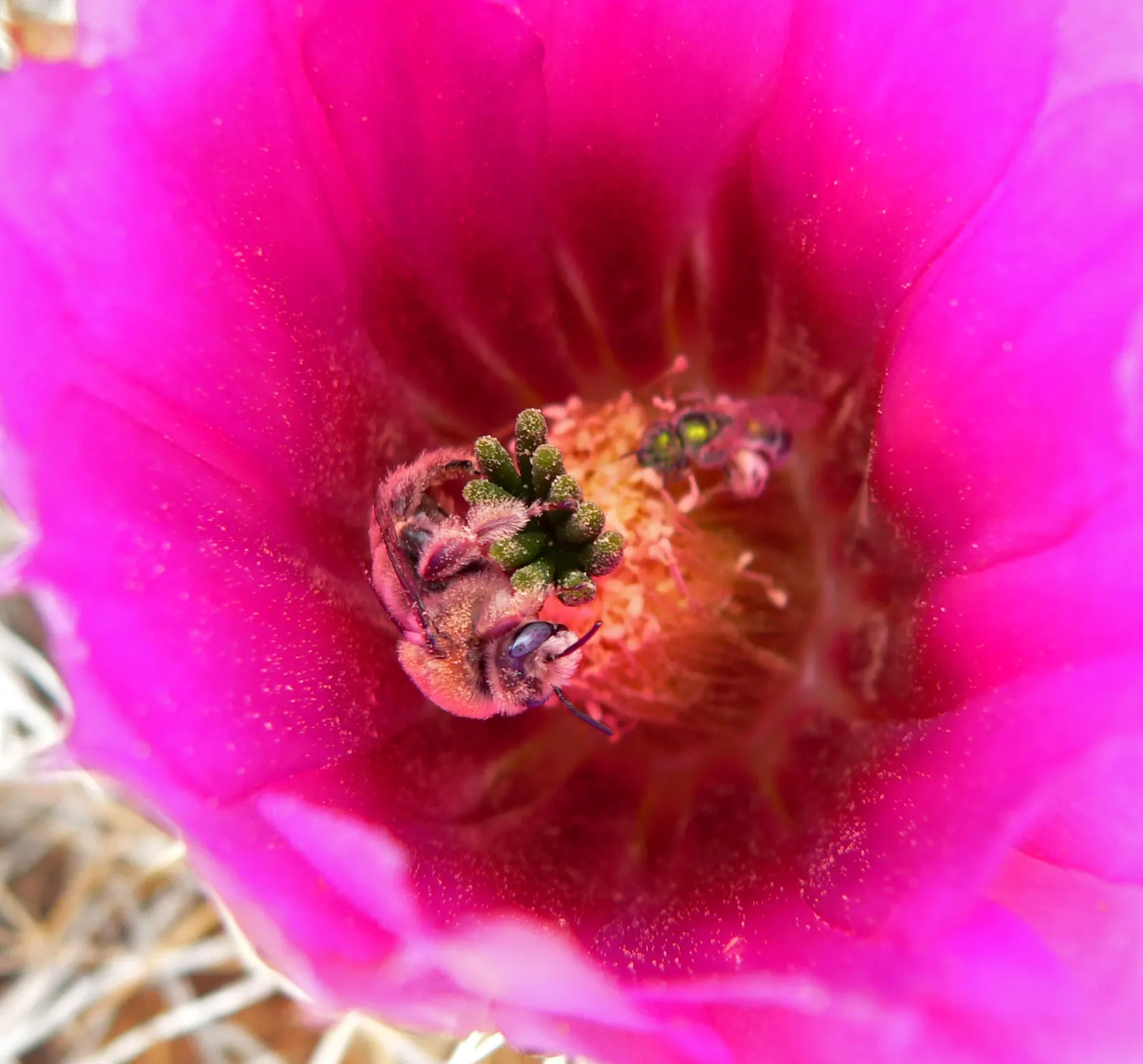 Strawberry Hedgehog (Echinocereus Engelmannii) — water-wise gardens with a touch of desert beauty; pink and violet flowers in the garden, image 107