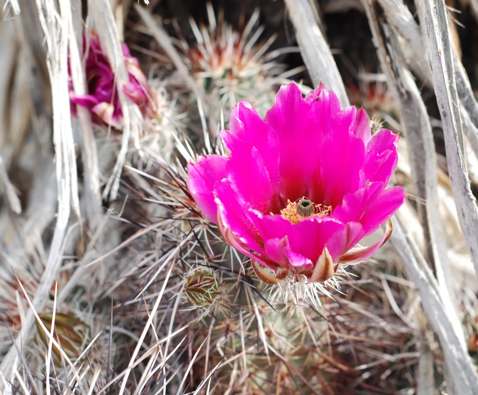 Strawberry Hedgehog (Echinocereus Engelmannii) — This plant makes an excellent addition for clients seeking low-maintenance