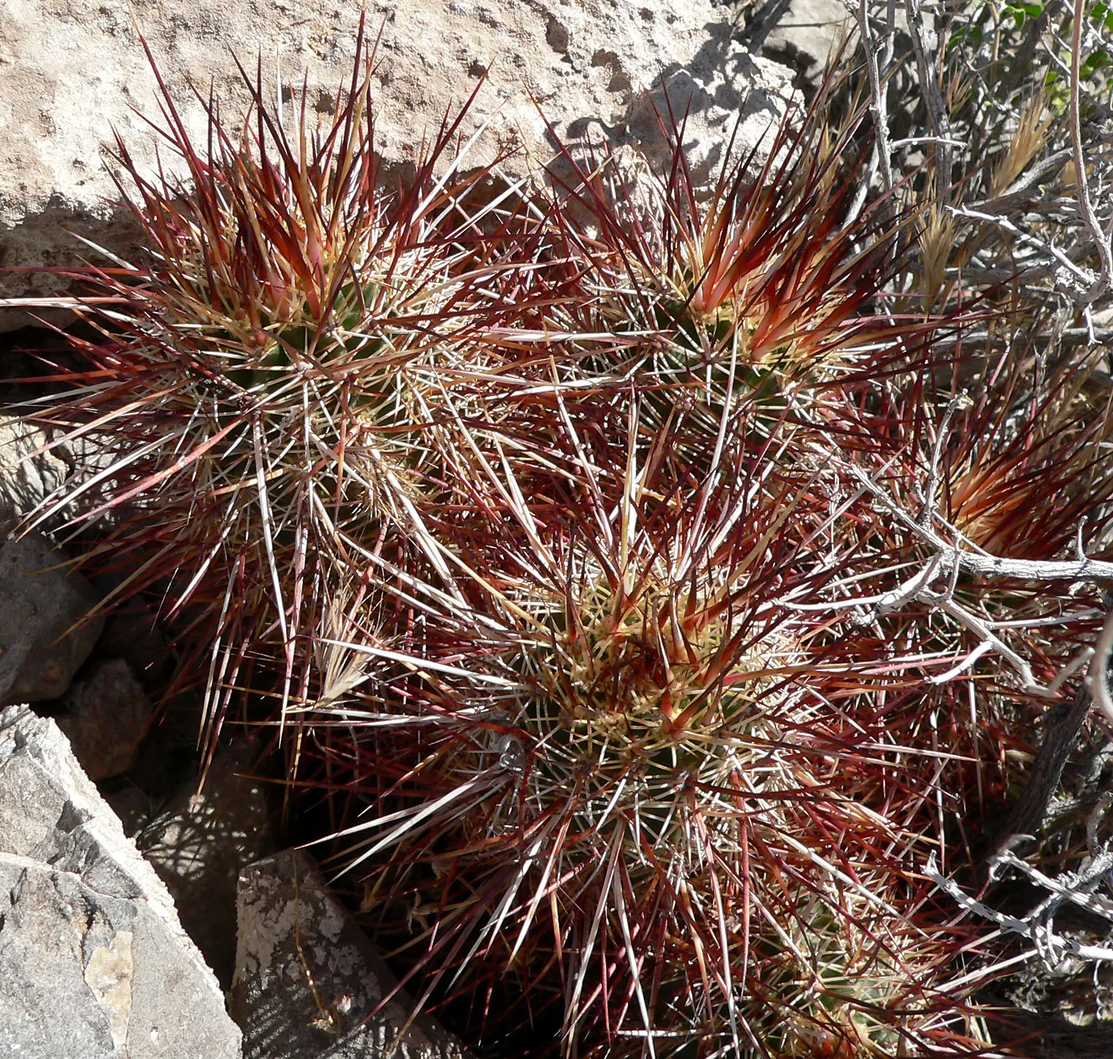Strawberry Hedgehog (Echinocereus Engelmannii) — pink and violet flowers in the garden; ideal for rock gardens and desert landscapes, it adds striking texture
