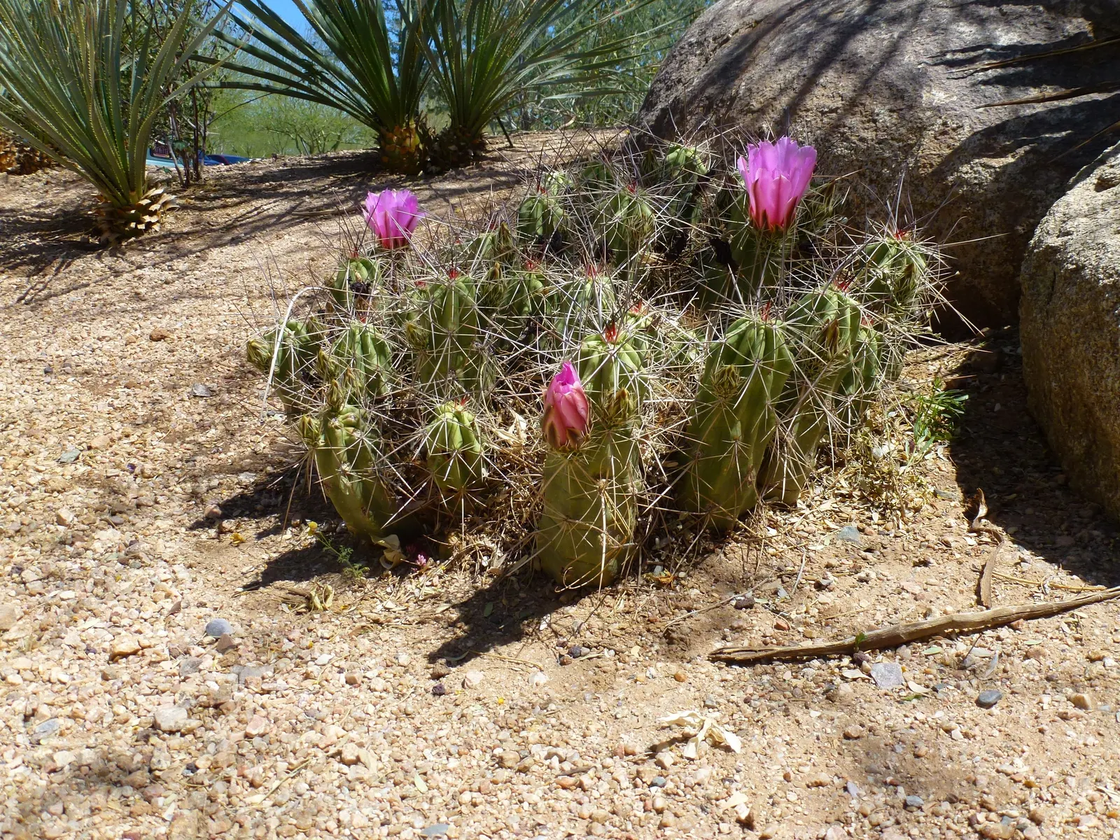 Strawberry Hedgehog (Echinocereus Engelmannii) — Its cylindrical stem is densely adorned with spines; echinocereus engelmannii, or Strawberry Hedgehog, is a