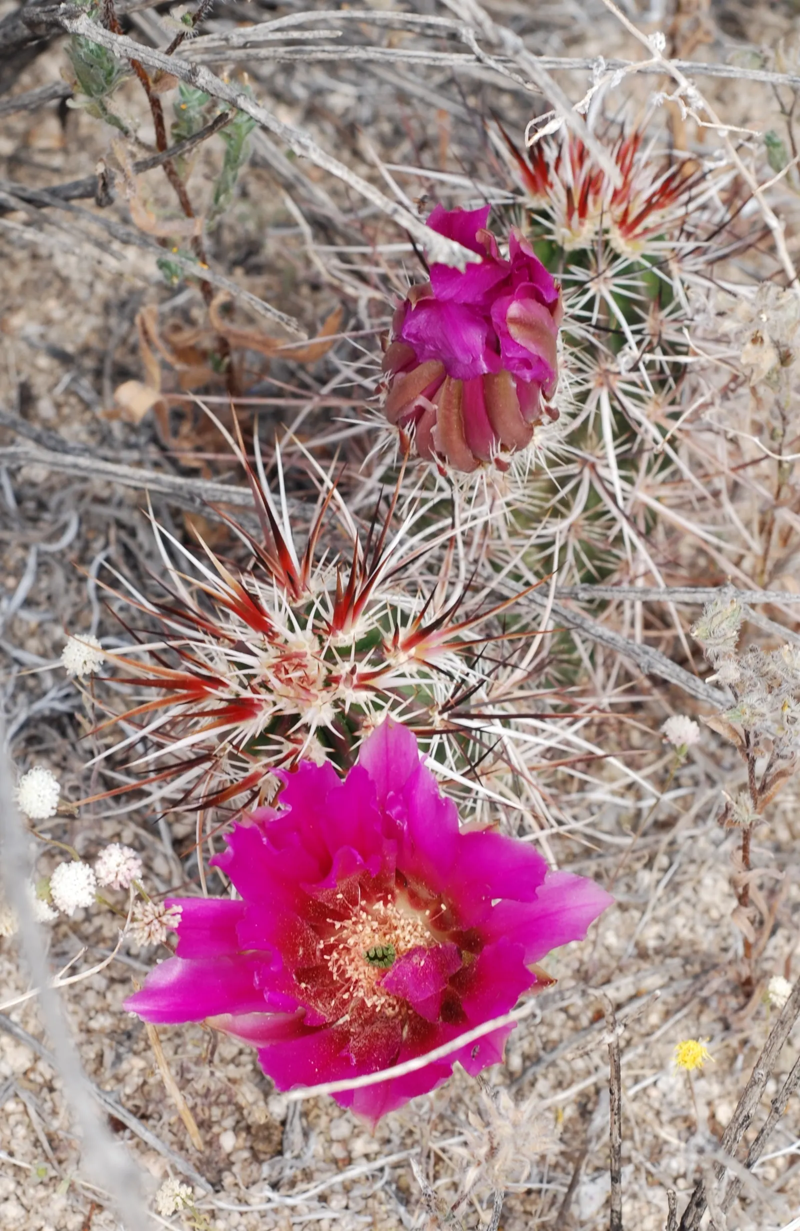 Strawberry Hedgehog (Echinocereus Engelmannii) — growing in clusters that can enhance the visual interest of rock gardens or desert-themed landscapes; consider