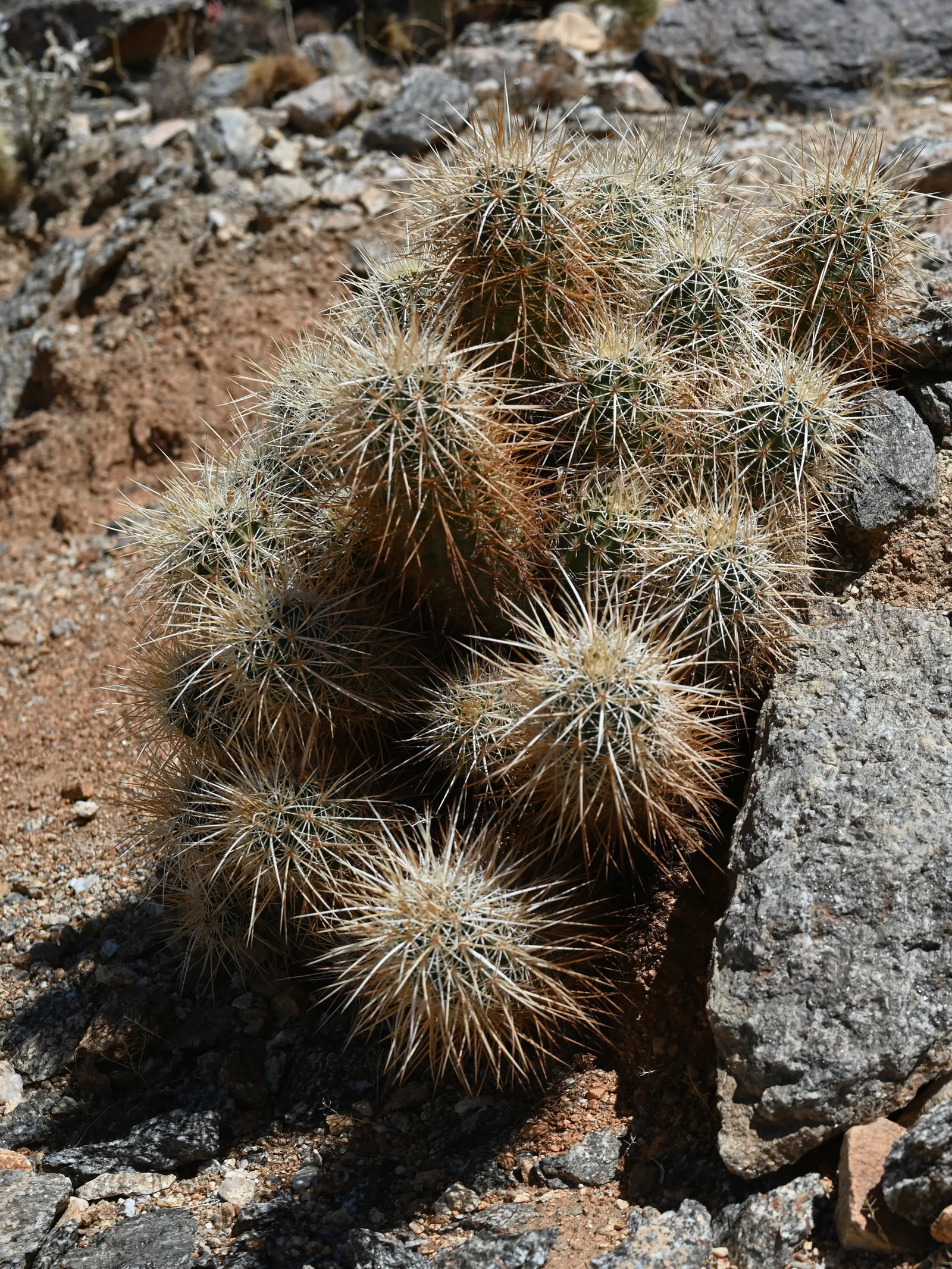 Strawberry Hedgehog (Echinocereus Engelmannii) — Preferring well-drained soils, it thrives in USDA zones 5-11 and requires full sun; springtime, image 92