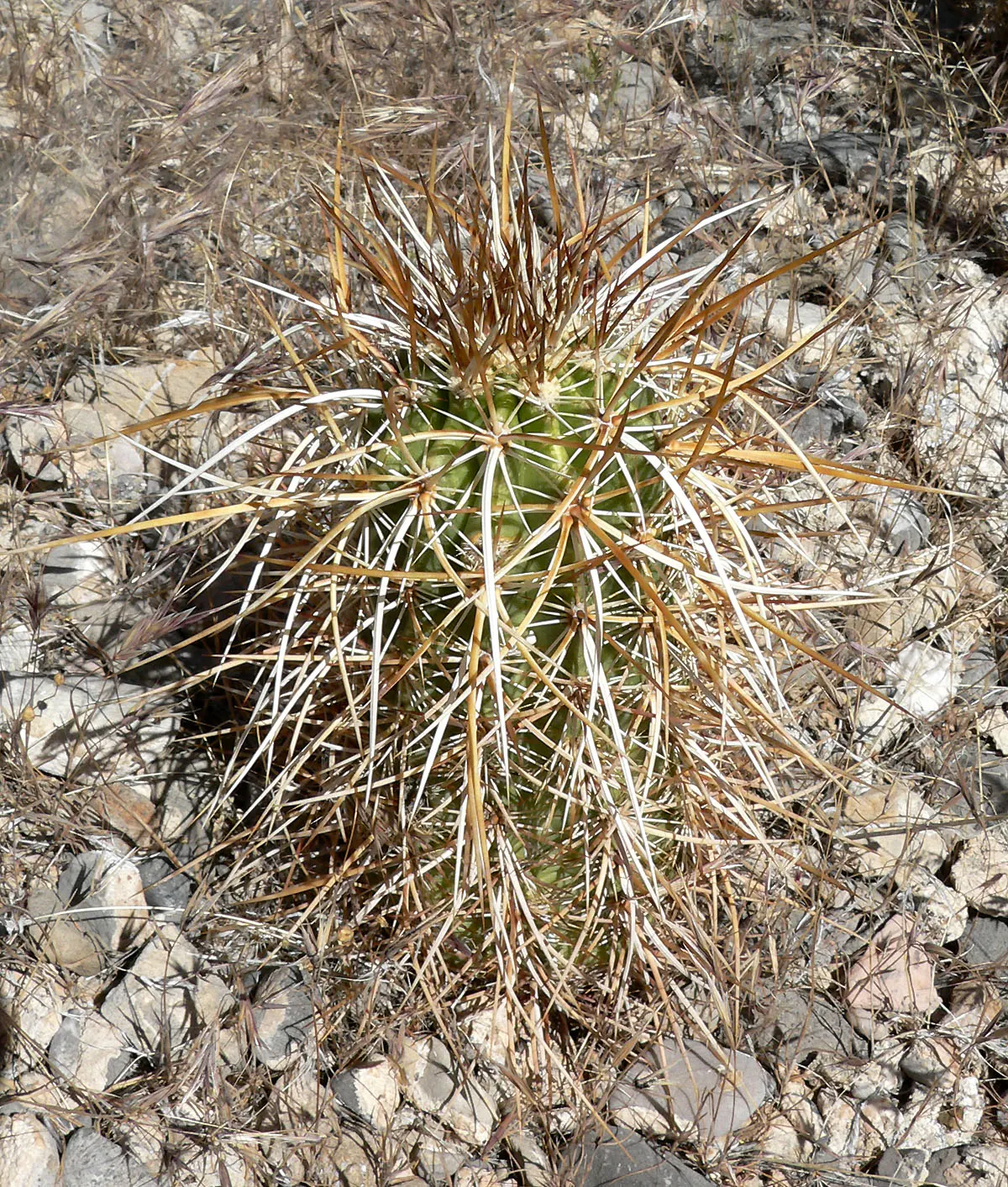 Strawberry Hedgehog (Echinocereus Engelmannii) — is a captivating cactus indigenous to the desert regions of the American Southwest