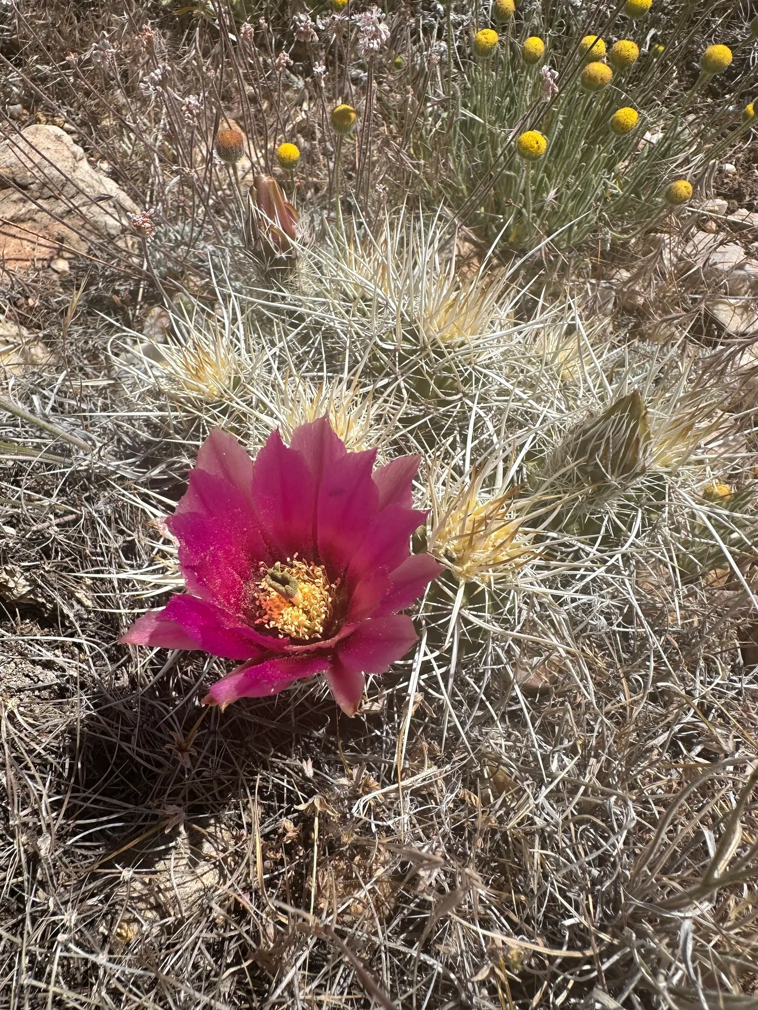 Strawberry Hedgehog (Echinocereus Engelmannii) — Its cylindrical stem is densely adorned with spines