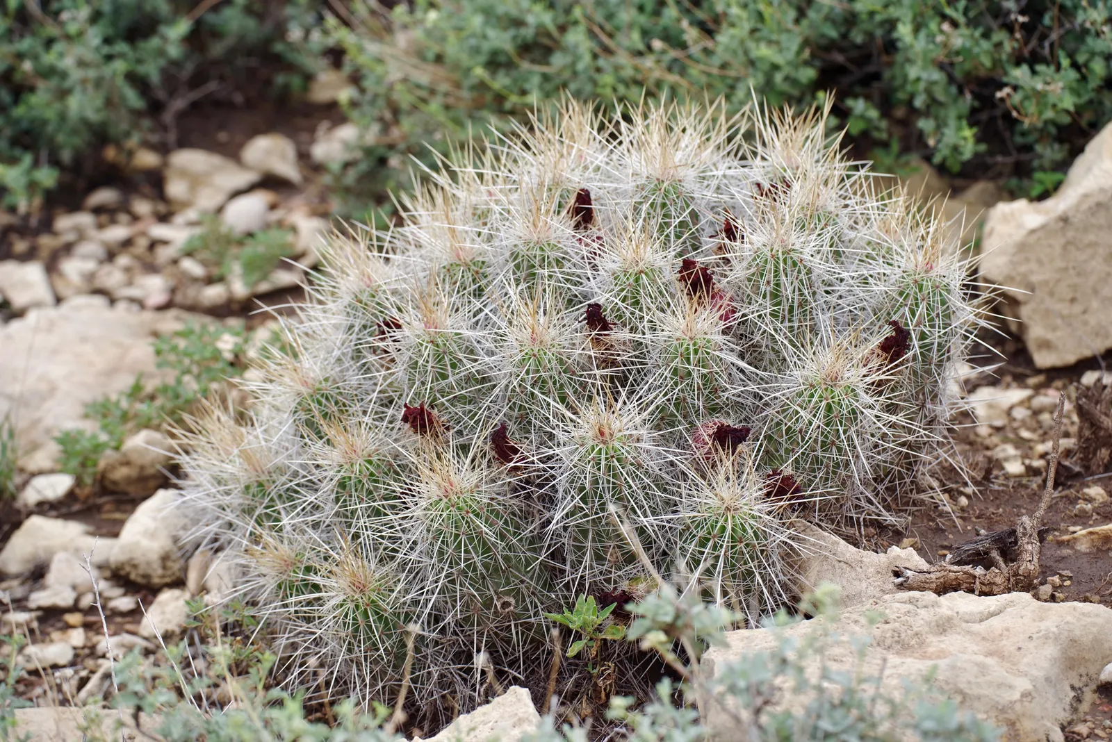 Strawberry Hedgehog (Echinocereus Engelmannii) — Echinocereus engelmannii, or Strawberry Hedgehog, is a resilient cactus native to the American, image 89