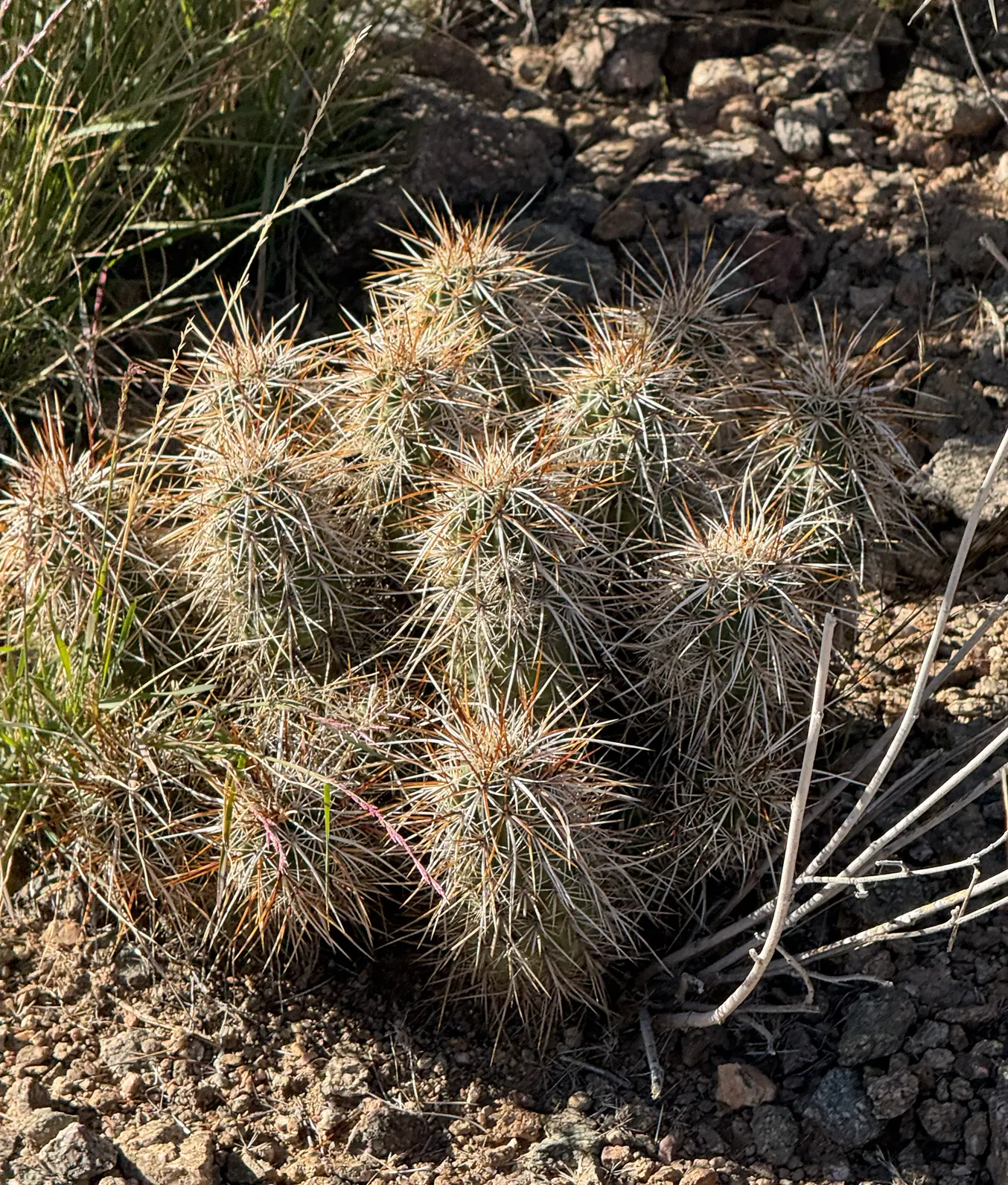 Strawberry Hedgehog (Echinocereus Engelmannii) — Its cylindrical stem is densely adorned with spines; echinocereus engelmannii, or Strawberry, image 76
