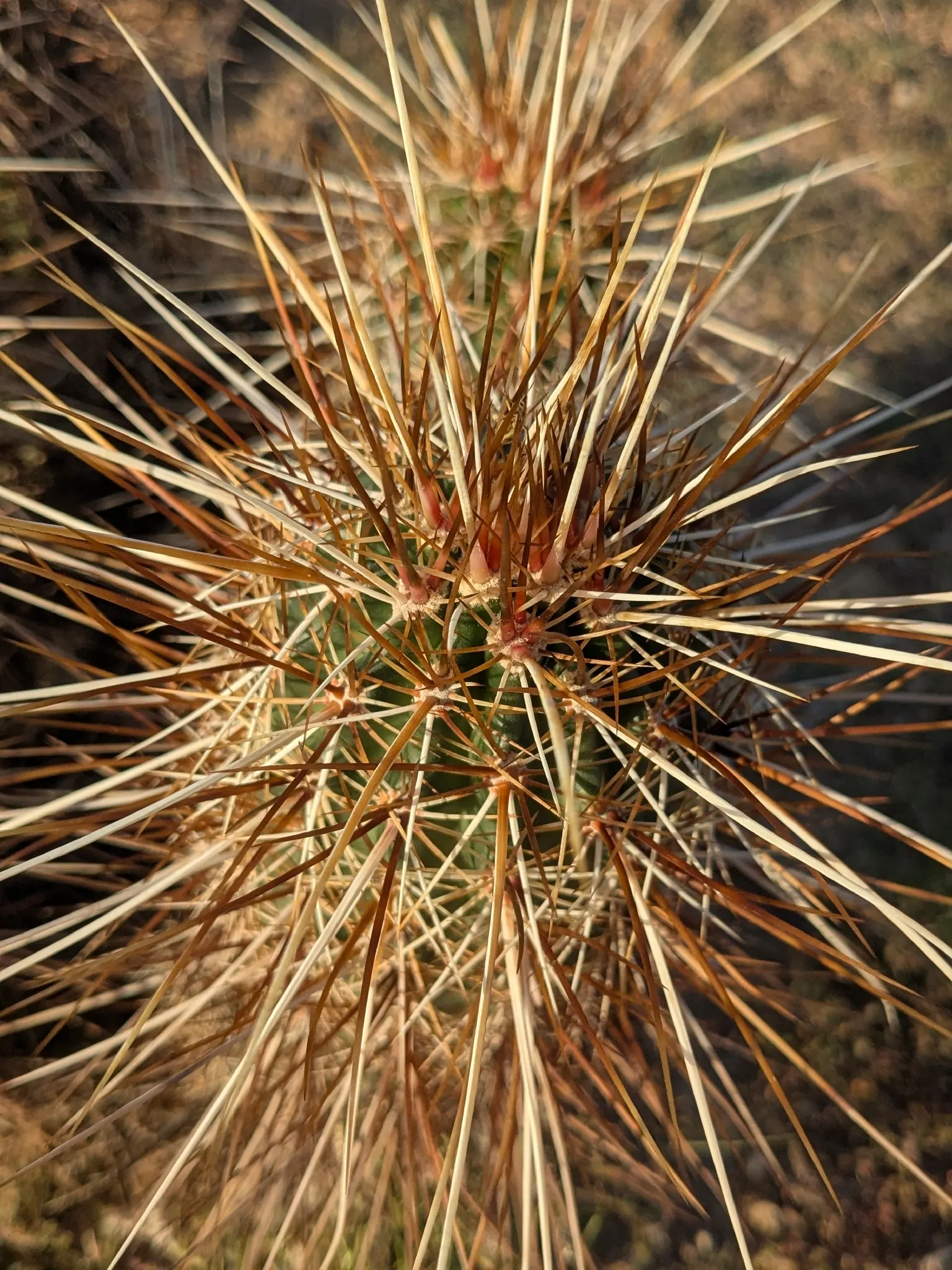 Strawberry Hedgehog (Echinocereus Engelmannii) — engelmannii is drought-tolerant and prefers well-drained soils, thriving in USDA hardiness zones 5, image 37