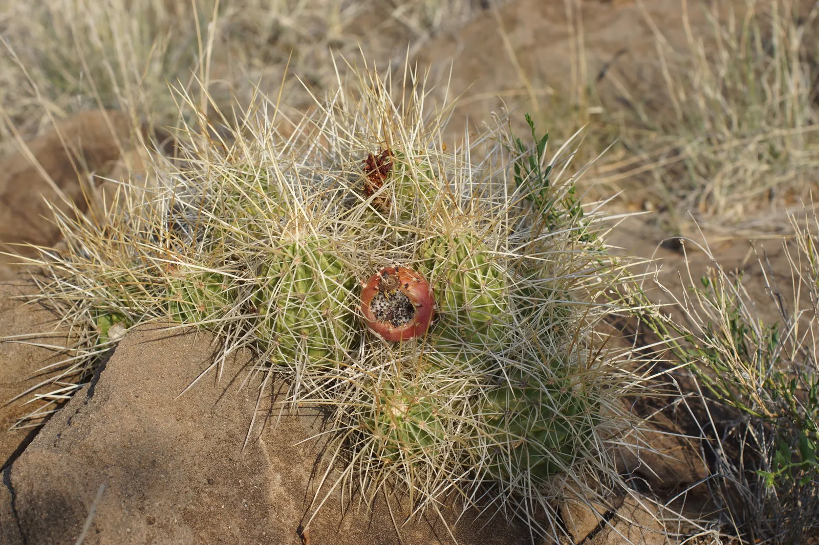 Strawberry Hedgehog (Echinocereus Engelmannii) — During the spring months, from April to May, it boasts magenta or purplish flowers; engelmannii is, image 100