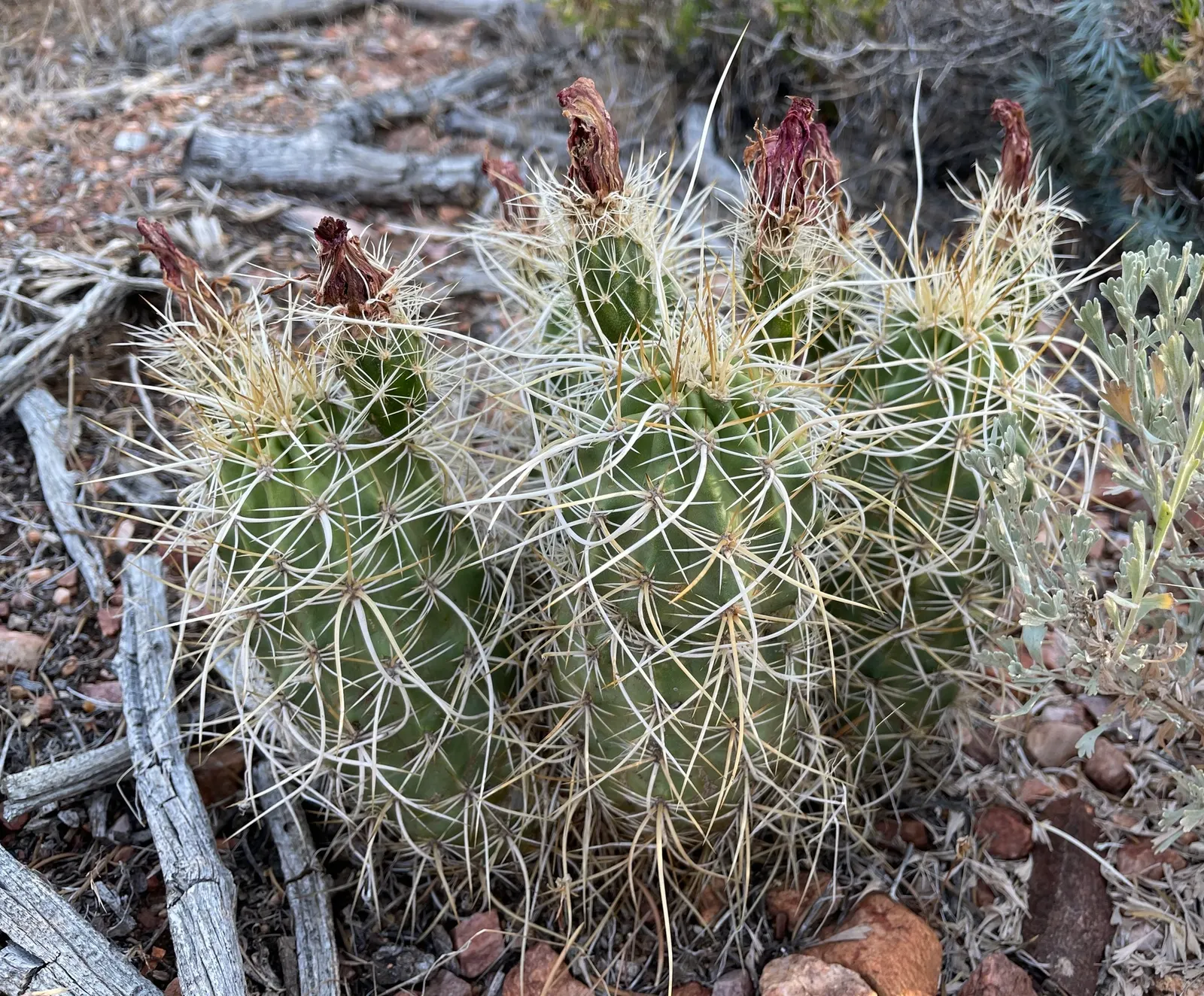 Strawberry Hedgehog (Echinocereus Engelmannii) — Each blossom measures approximately 3 inches in diameter; cactus for full, image 101